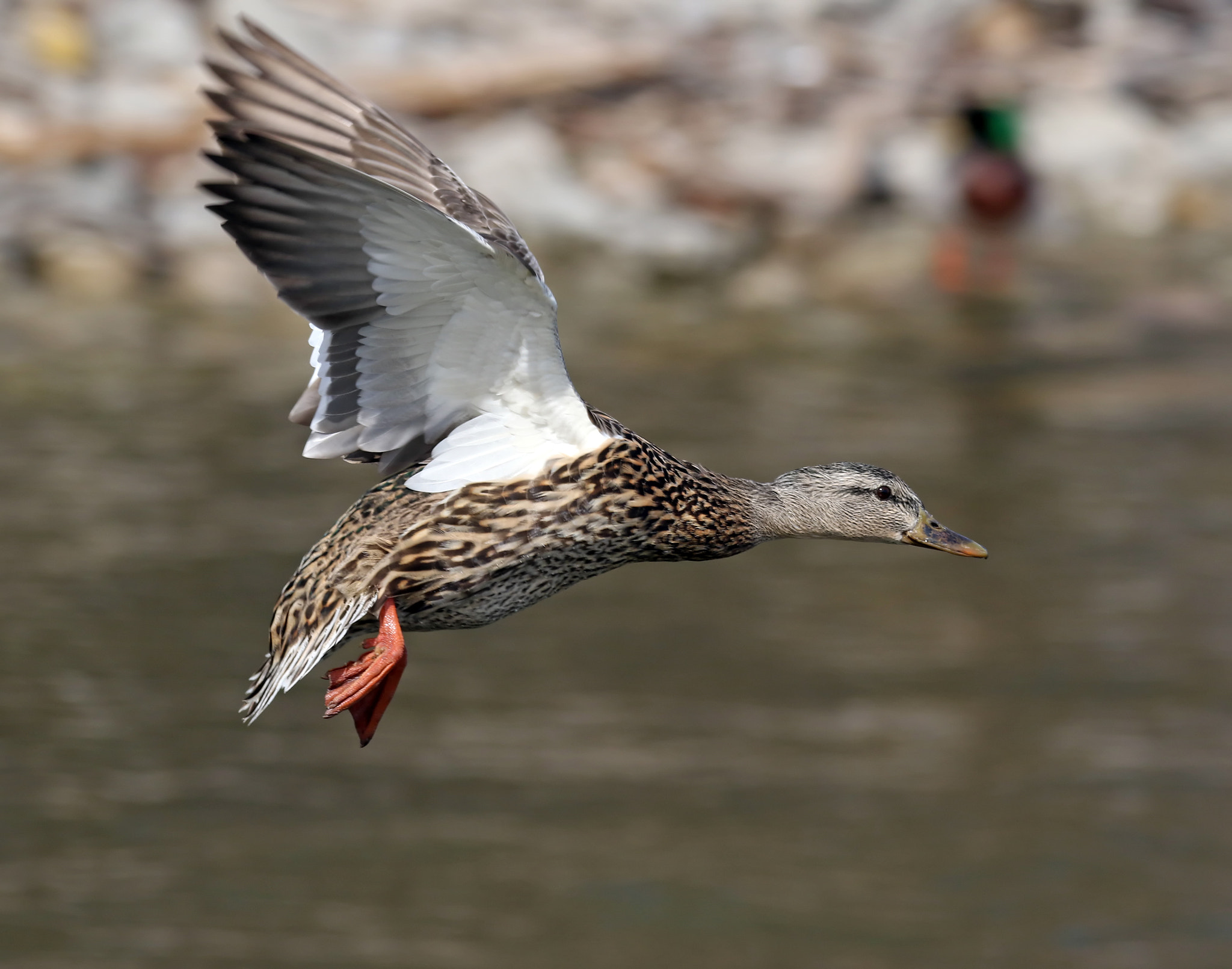 150-600mm F5-6.3 DG OS HSM | Contemporary 015 sample photo. Mallard photography