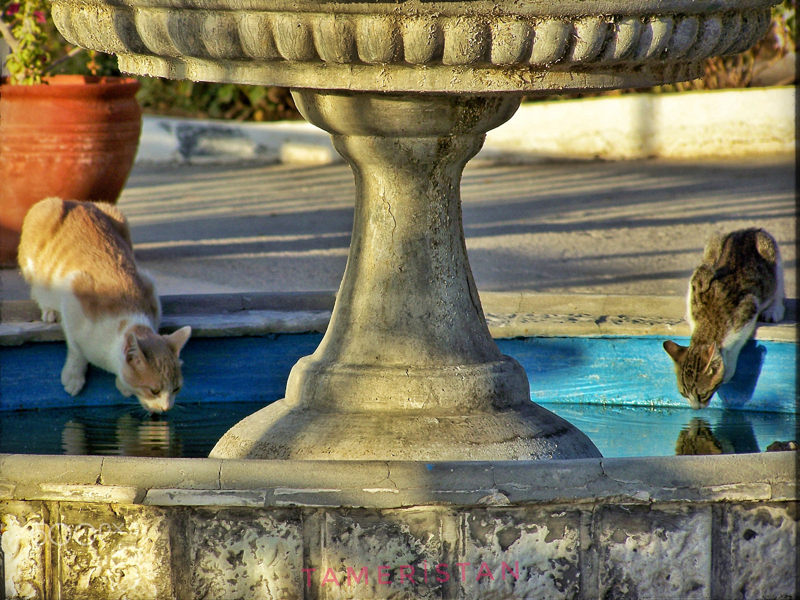 Kodak EASYSHARE Z710 ZOOM DIGITAL CAMERA sample photo. Thirsty cats... photography