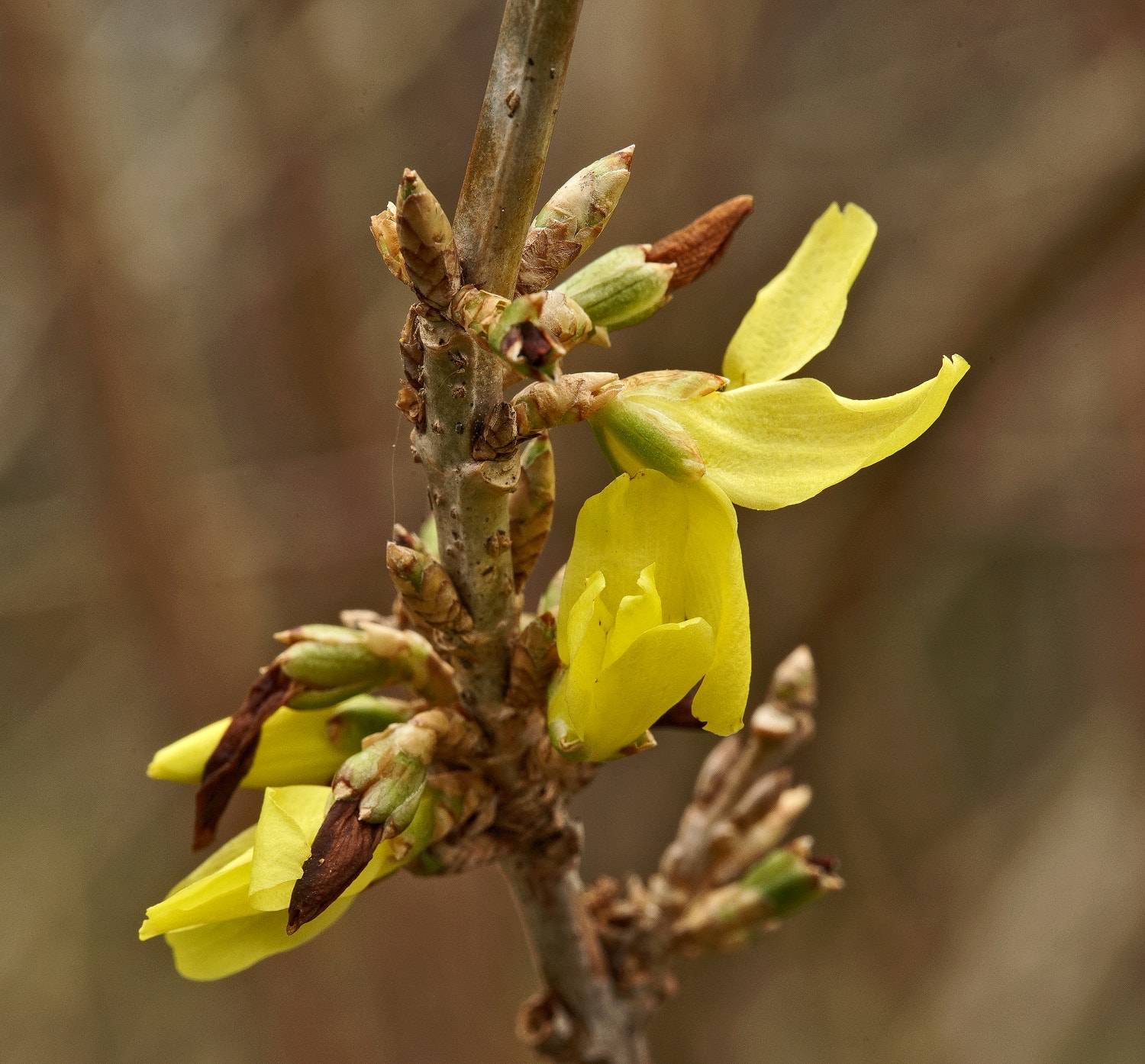 100mm F2.8 SSM sample photo. Survivor-of the freeze photography