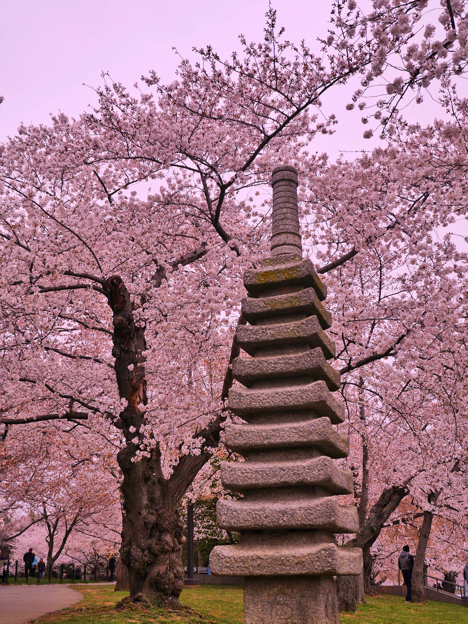 Panasonic Lumix G X Vario 12-35mm F2.8 ASPH Power OIS sample photo. Cherry blossom in dc photography