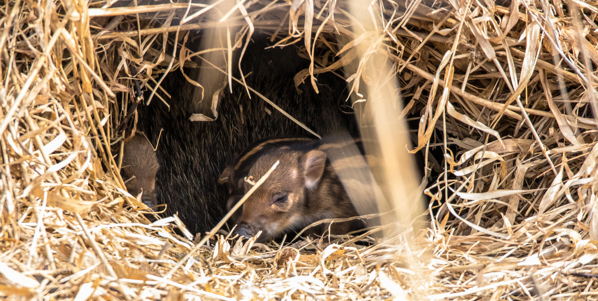 Canon EOS 7D Mark II sample photo. Wild sow in her throw cave and piglets photography