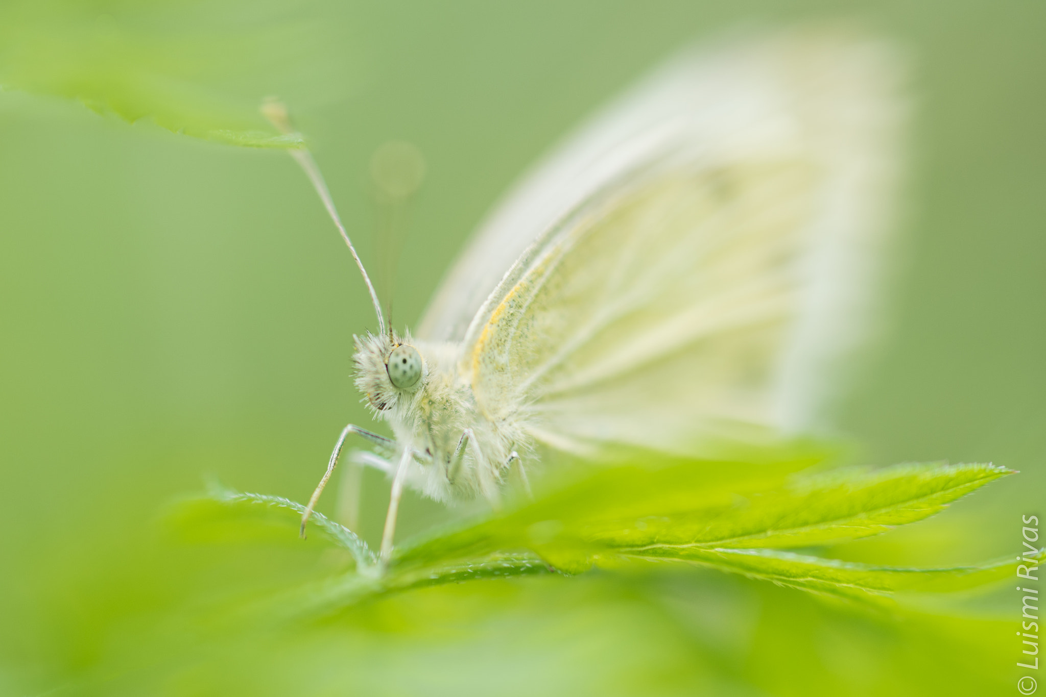 Pentax K-50 + Pentax smc DA 50mm F1.8 sample photo. Me esta mirando photography