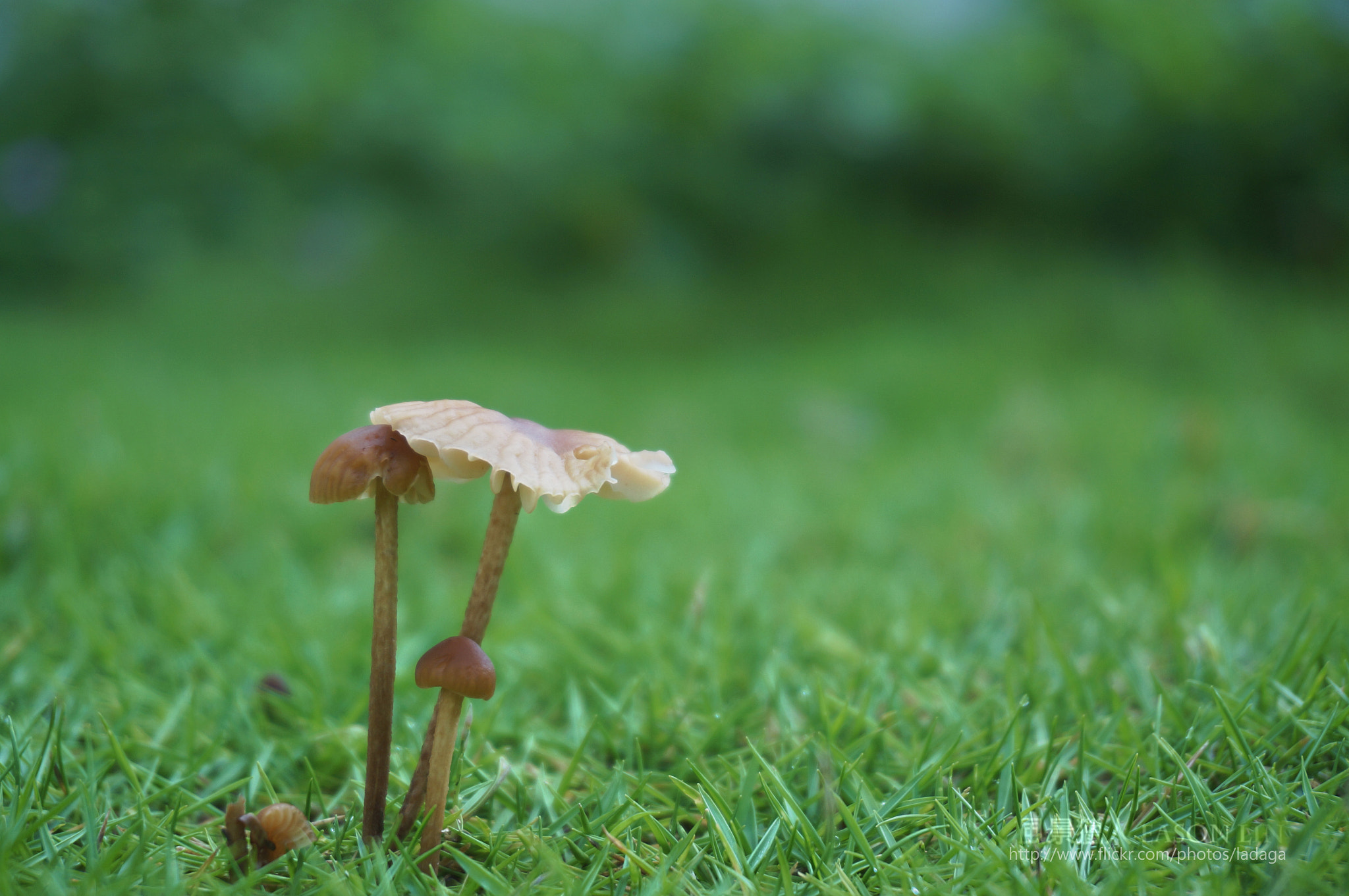 Sony Alpha NEX-5R sample photo. 菇菇 photography