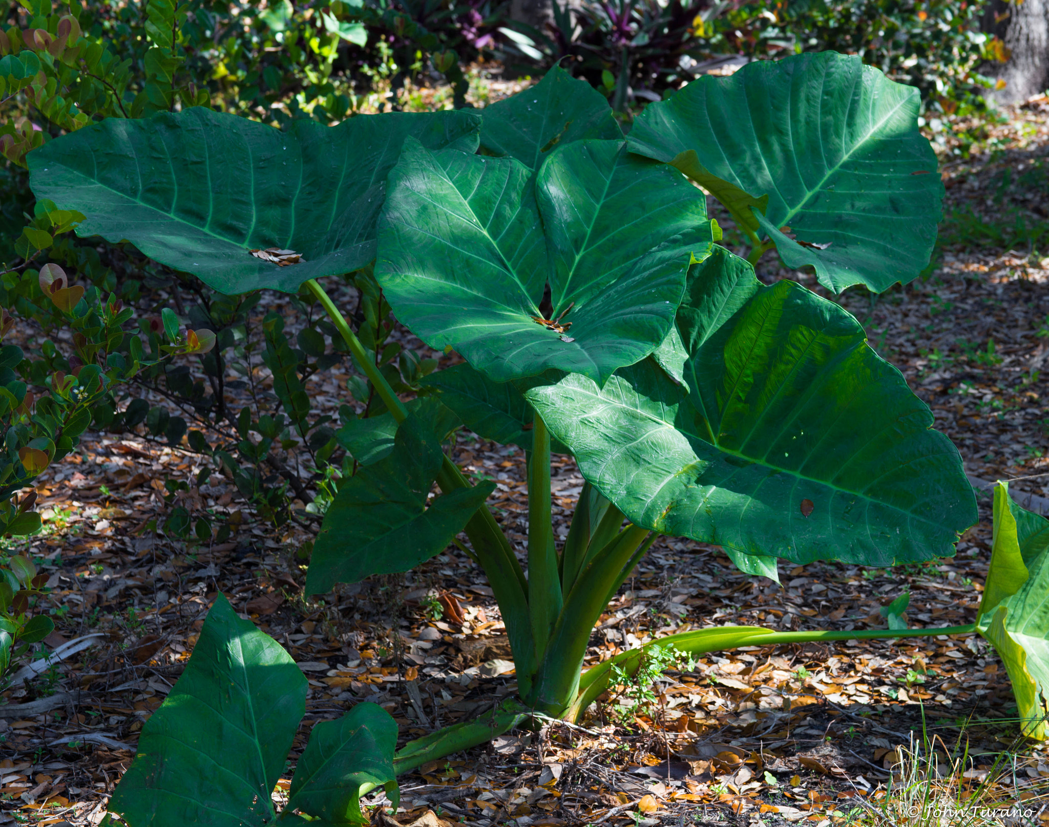 Canon EF 28-135mm F3.5-5.6 IS USM sample photo. Lots 'o leaf! photography
