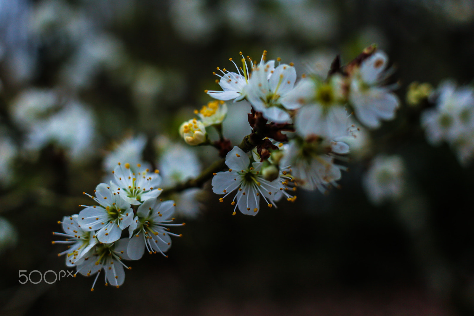 Canon EOS 6D sample photo. Spring is coming... photography