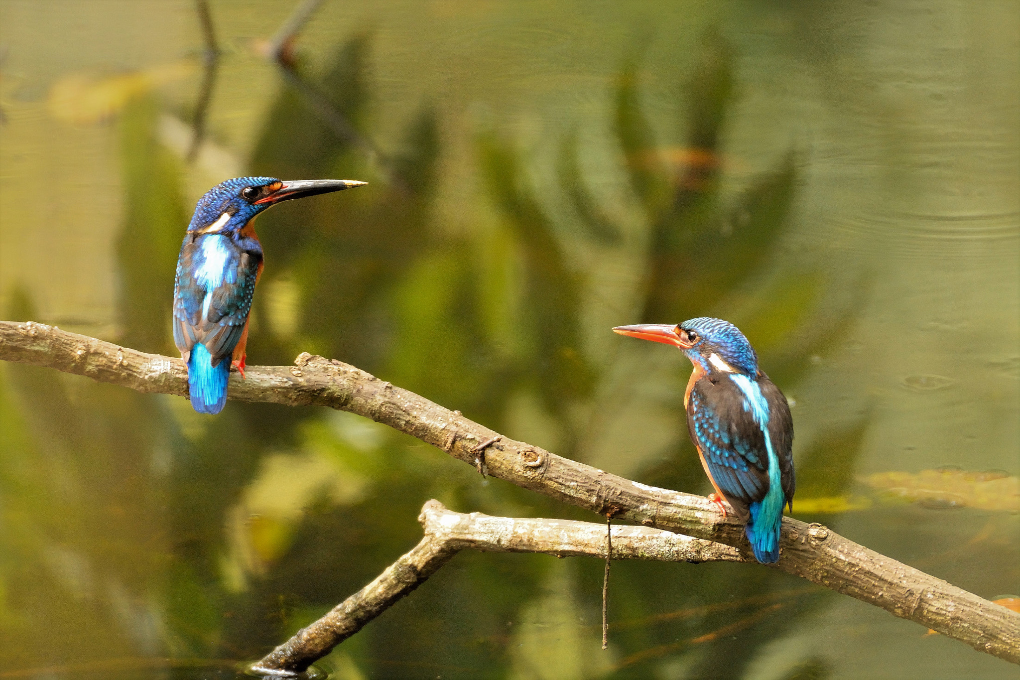 Nikon D7100 sample photo. Blue-eared kingfisher pair photography