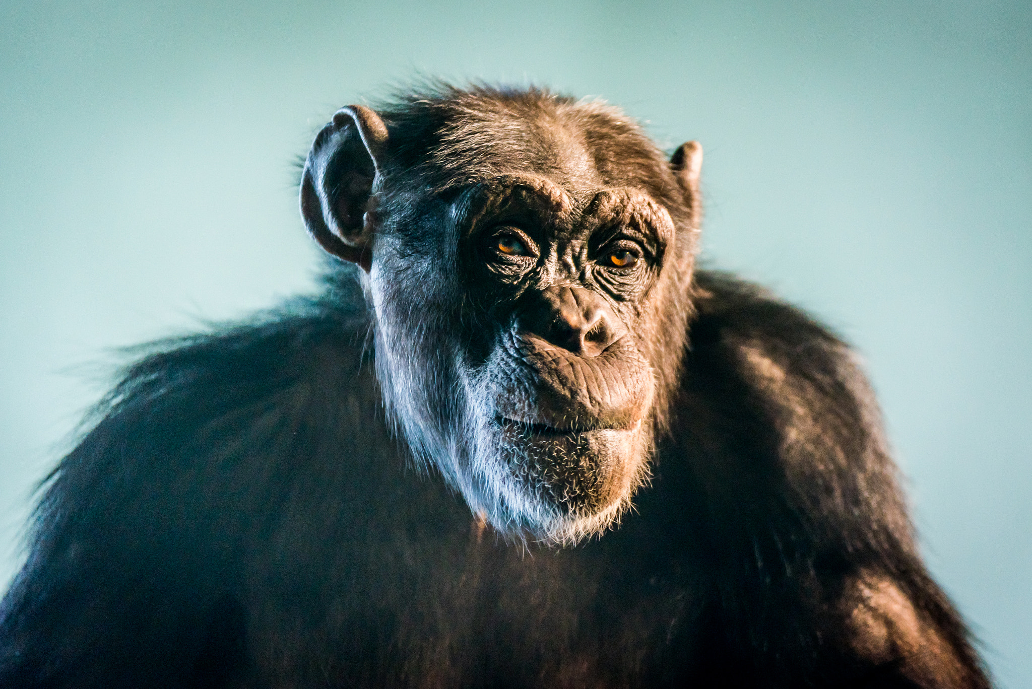 Sigma 70-200mm F2.8 EX DG OS HSM sample photo. Western chimpanzee photography
