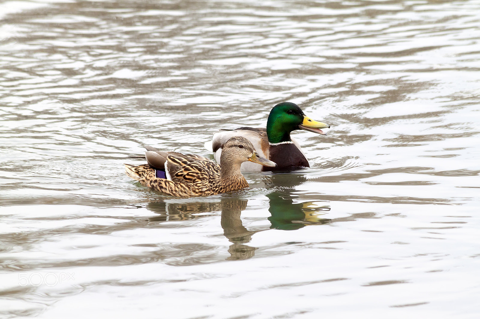 Canon EOS 500D (EOS Rebel T1i / EOS Kiss X3) sample photo. Duck and drake photography