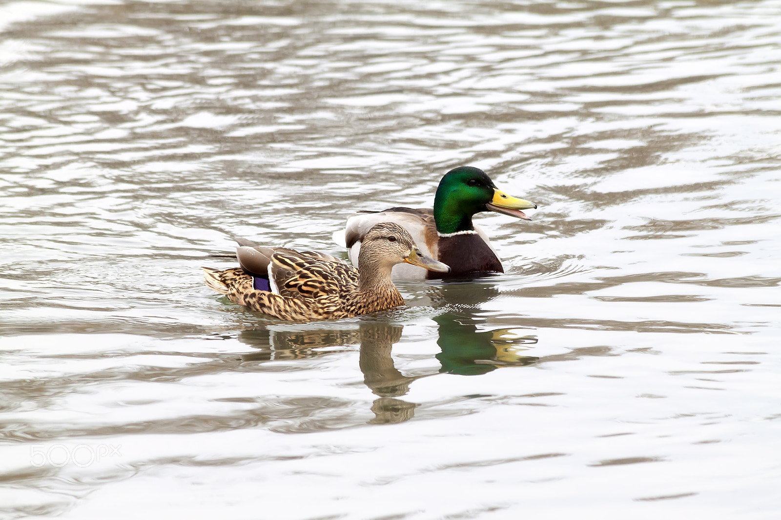 Canon EF 70-300mm F4-5.6 IS USM sample photo. Duck and drake photography