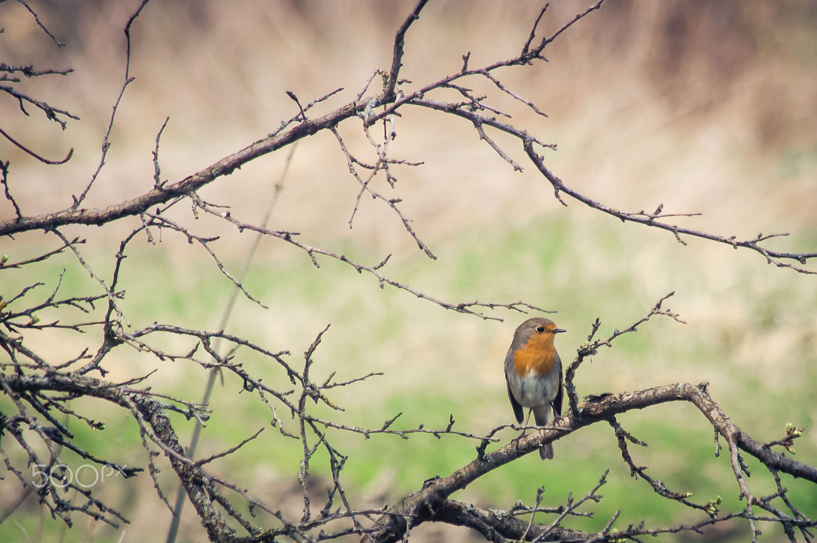 Sony 75-300mm F4.5-5.6 sample photo. Robin photography