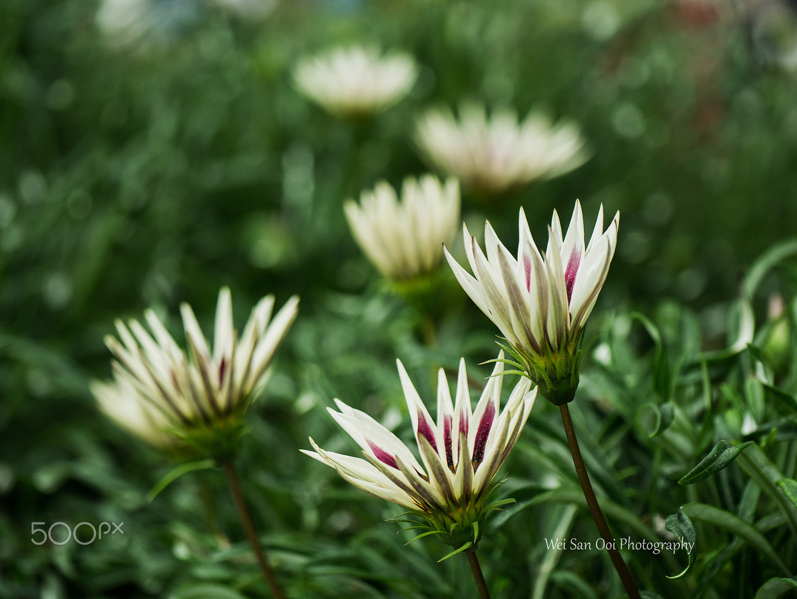 Panasonic Lumix DMC-GX7 sample photo. Summer garden 15 photography