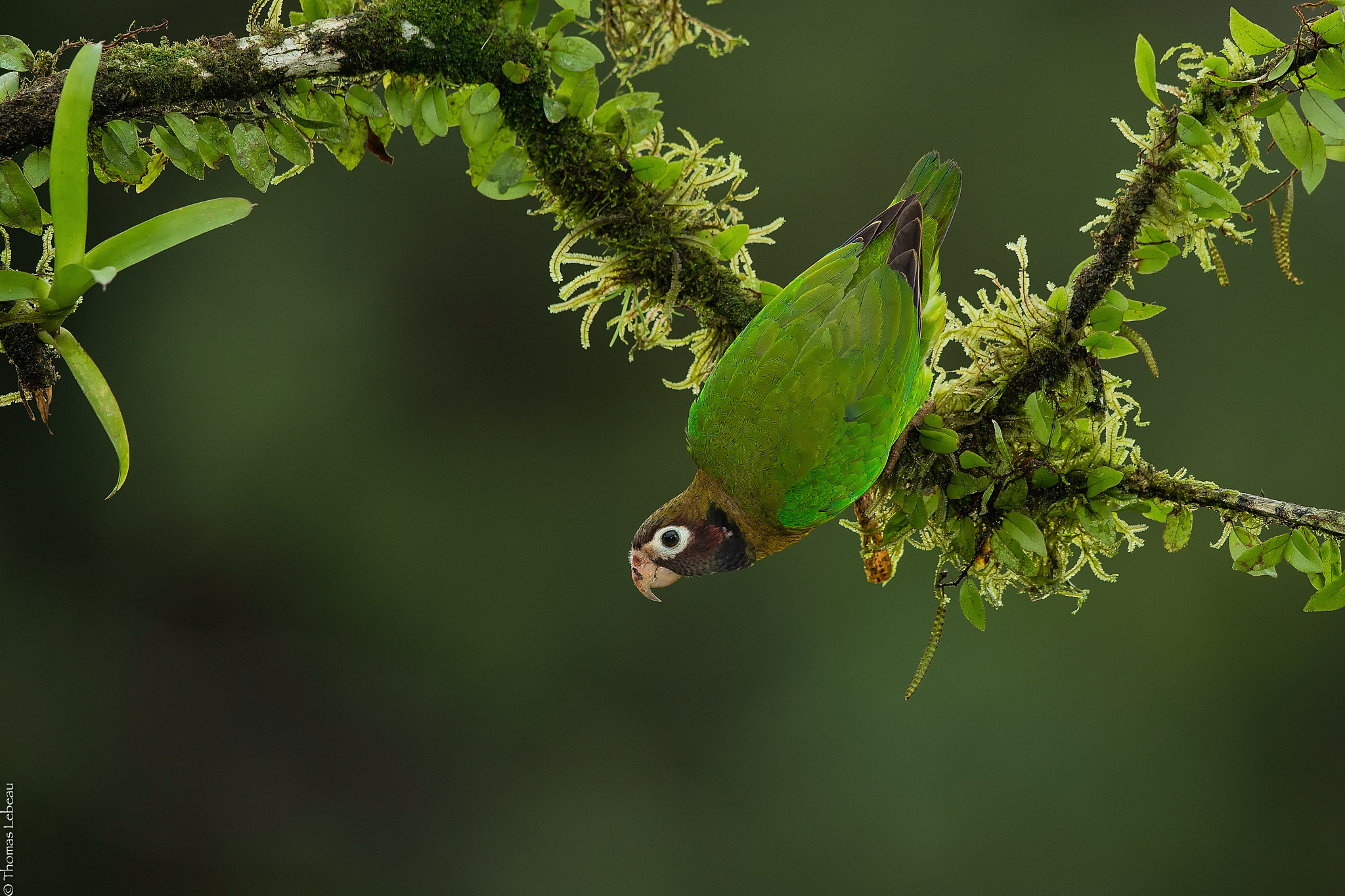 Canon EOS-1D X + Canon EF 400mm F2.8L IS II USM sample photo. Brown-hooded parrot photography