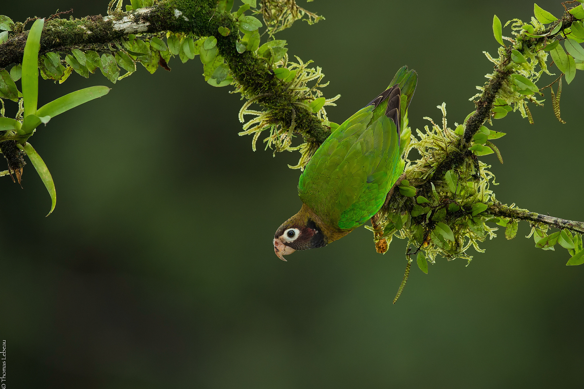 Canon EF 400mm F2.8L IS II USM sample photo. Brown-hooded parrot photography