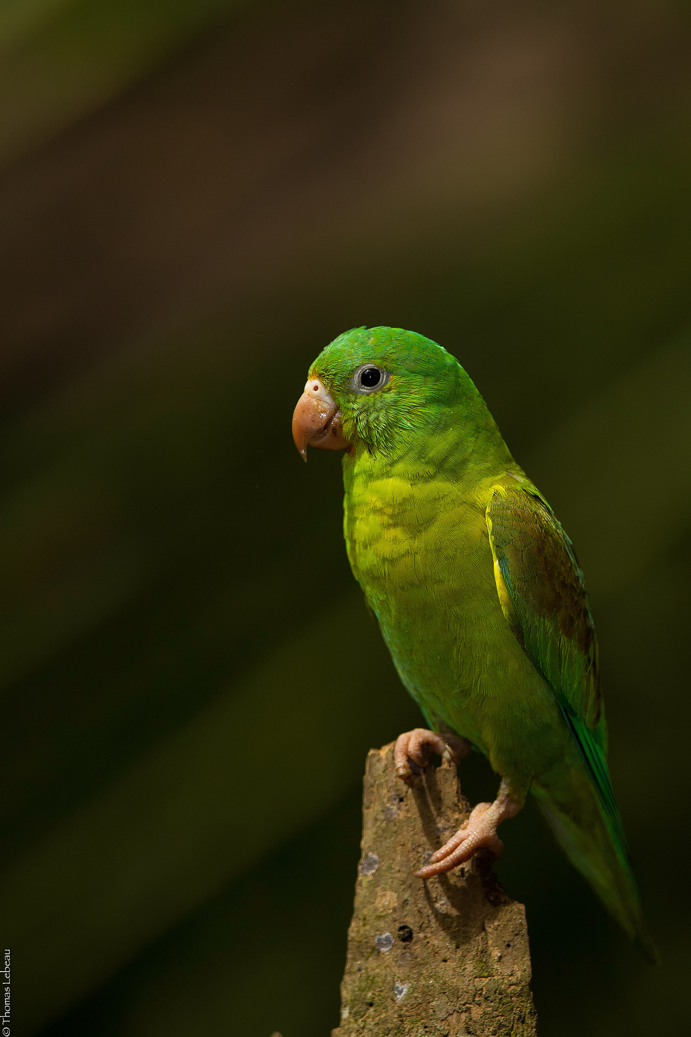 Canon EF 400mm F2.8L IS II USM sample photo. Orange-chinned parakeet photography
