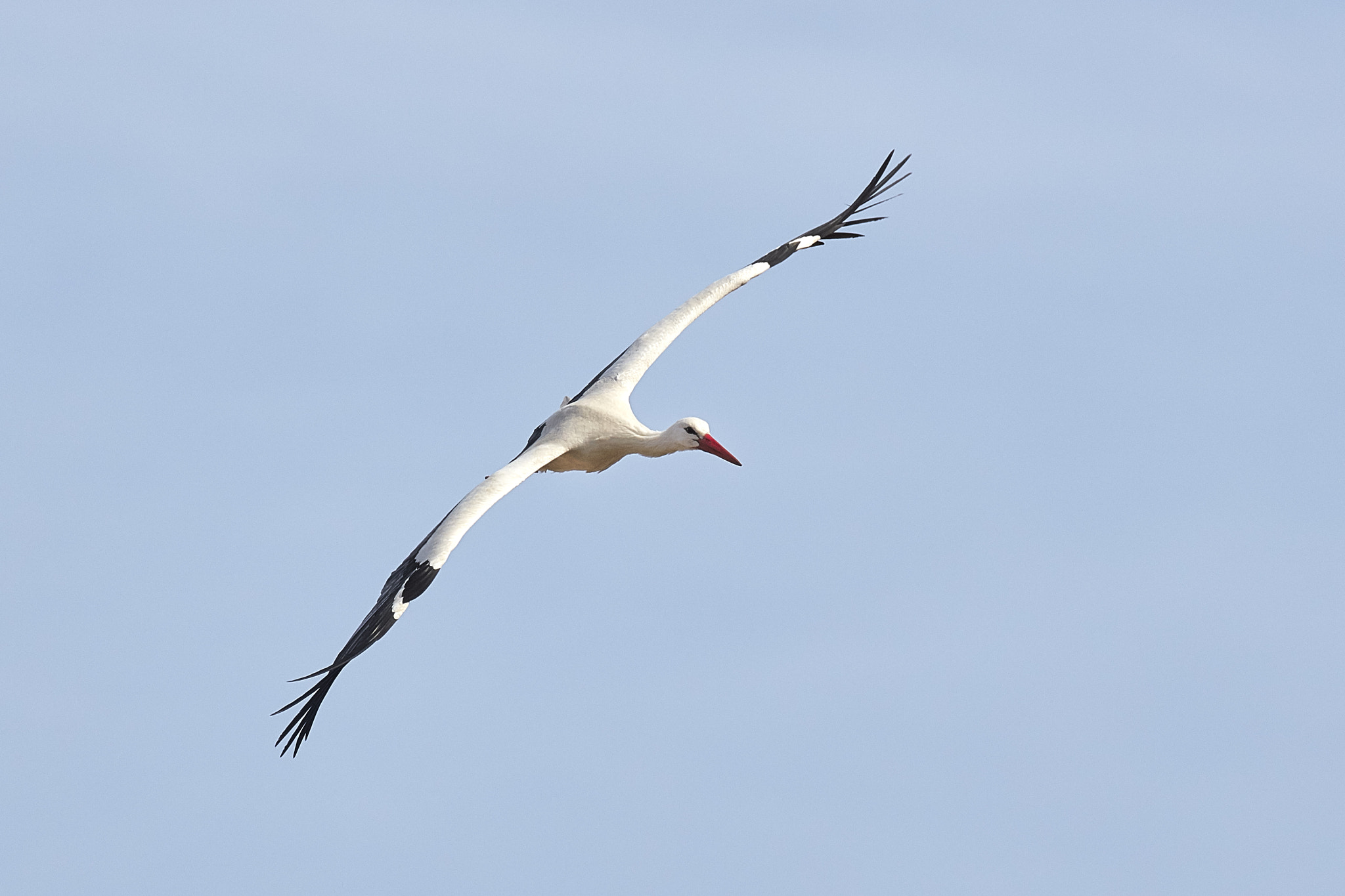 Canon EOS 5DS R sample photo. White stork photography