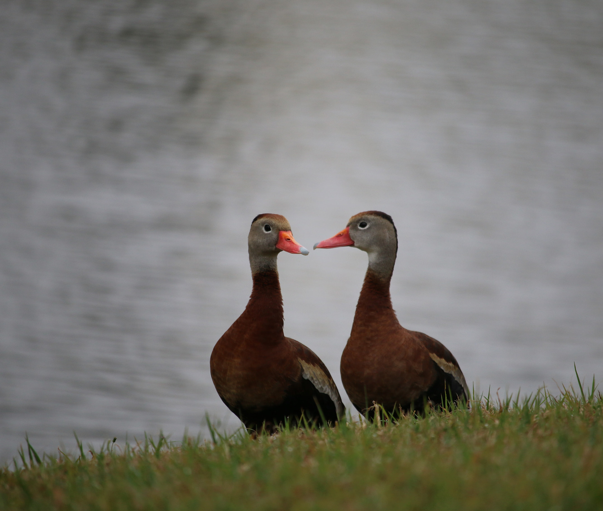 Canon EF-S 55-250mm F4-5.6 IS STM sample photo. Lets talk! photography