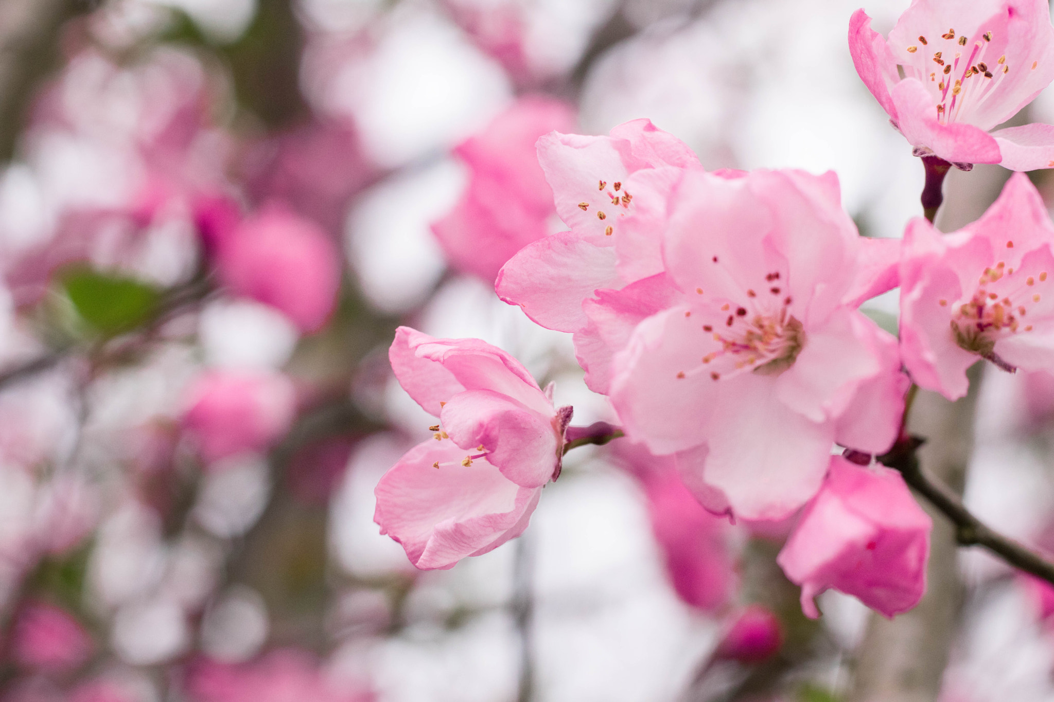 Canon EOS 760D (EOS Rebel T6s / EOS 8000D) + Canon EF 50mm F1.8 STM sample photo