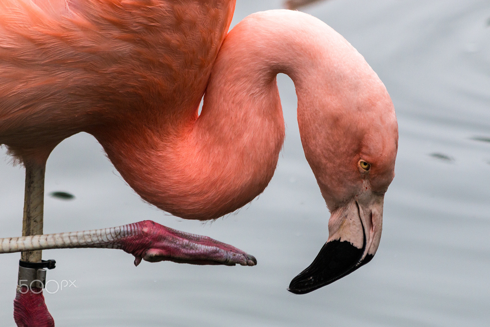 Canon EF 70-300mm F4-5.6 IS USM sample photo. Pink balance photography