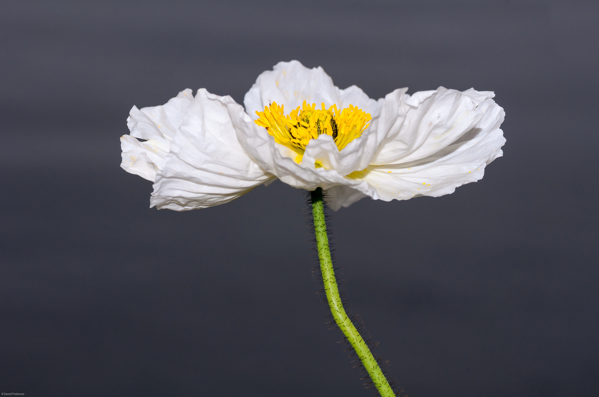 Nikon D90 sample photo. Poppy photography