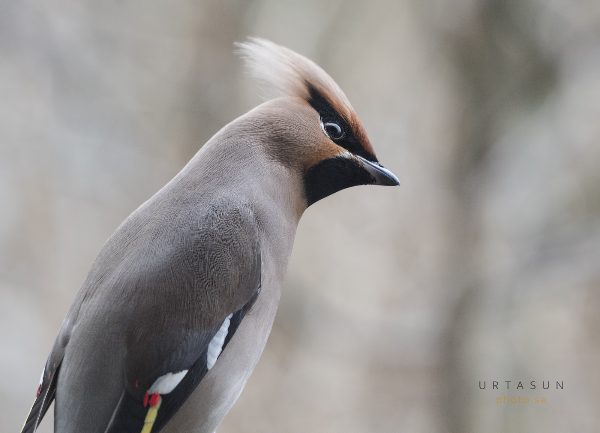 Olympus OM-D E-M1 Mark II sample photo. Waxwings photography