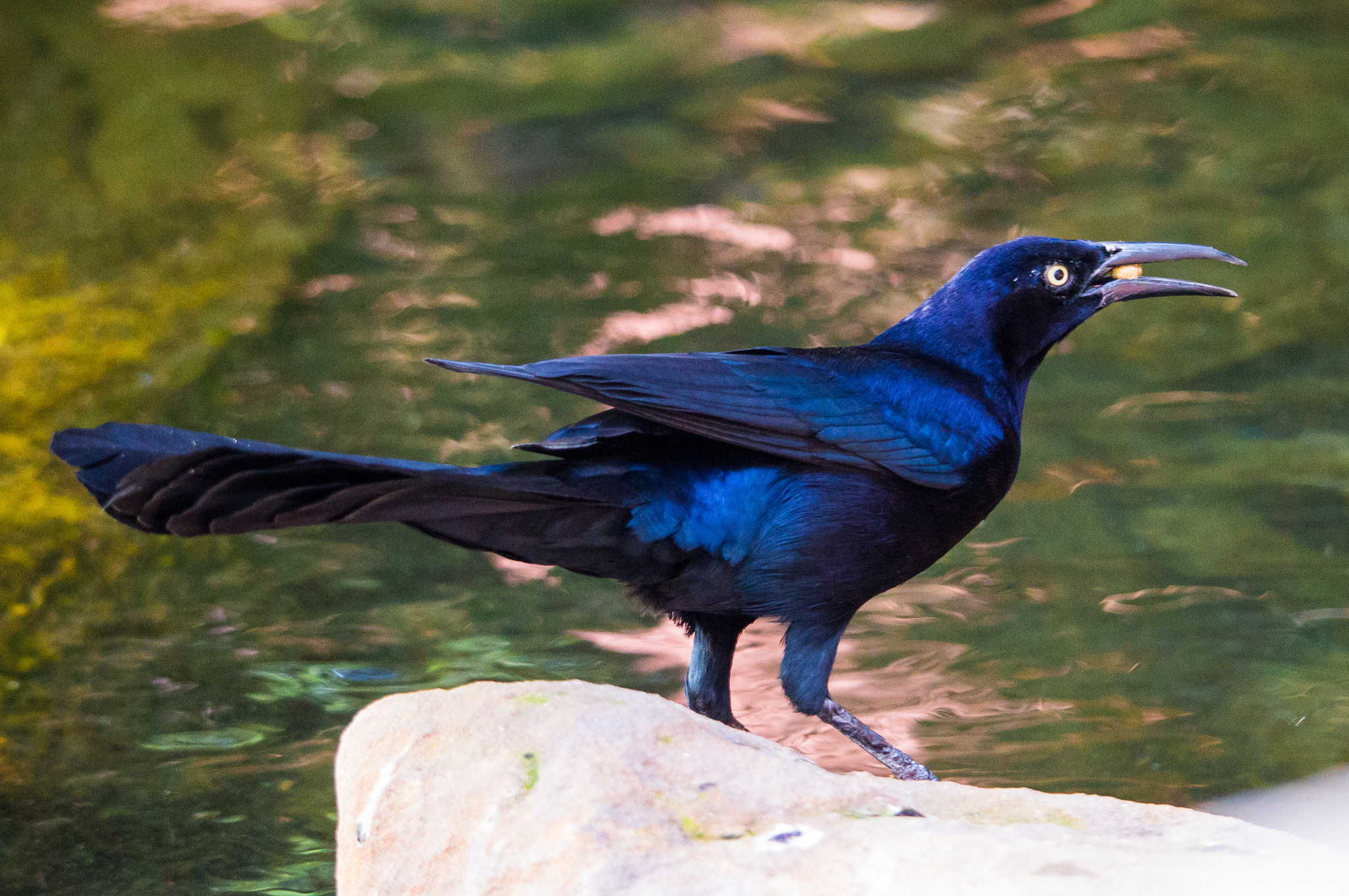 Canon EOS 600D (Rebel EOS T3i / EOS Kiss X5) sample photo. Common grackle (male) holding a morsel. grackles a ... photography