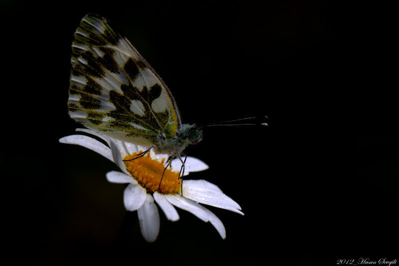 Canon EOS 50D + Sigma APO Macro 150mm f/2.8 EX DG HSM sample photo. Beauty on flower photography