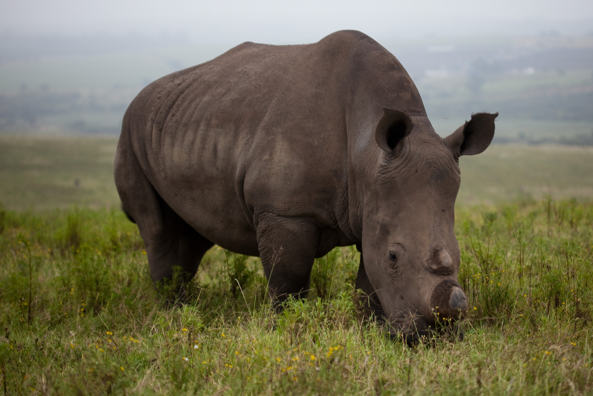 Canon EF 100mm F2.8 Macro USM sample photo. Rhino at tala photography