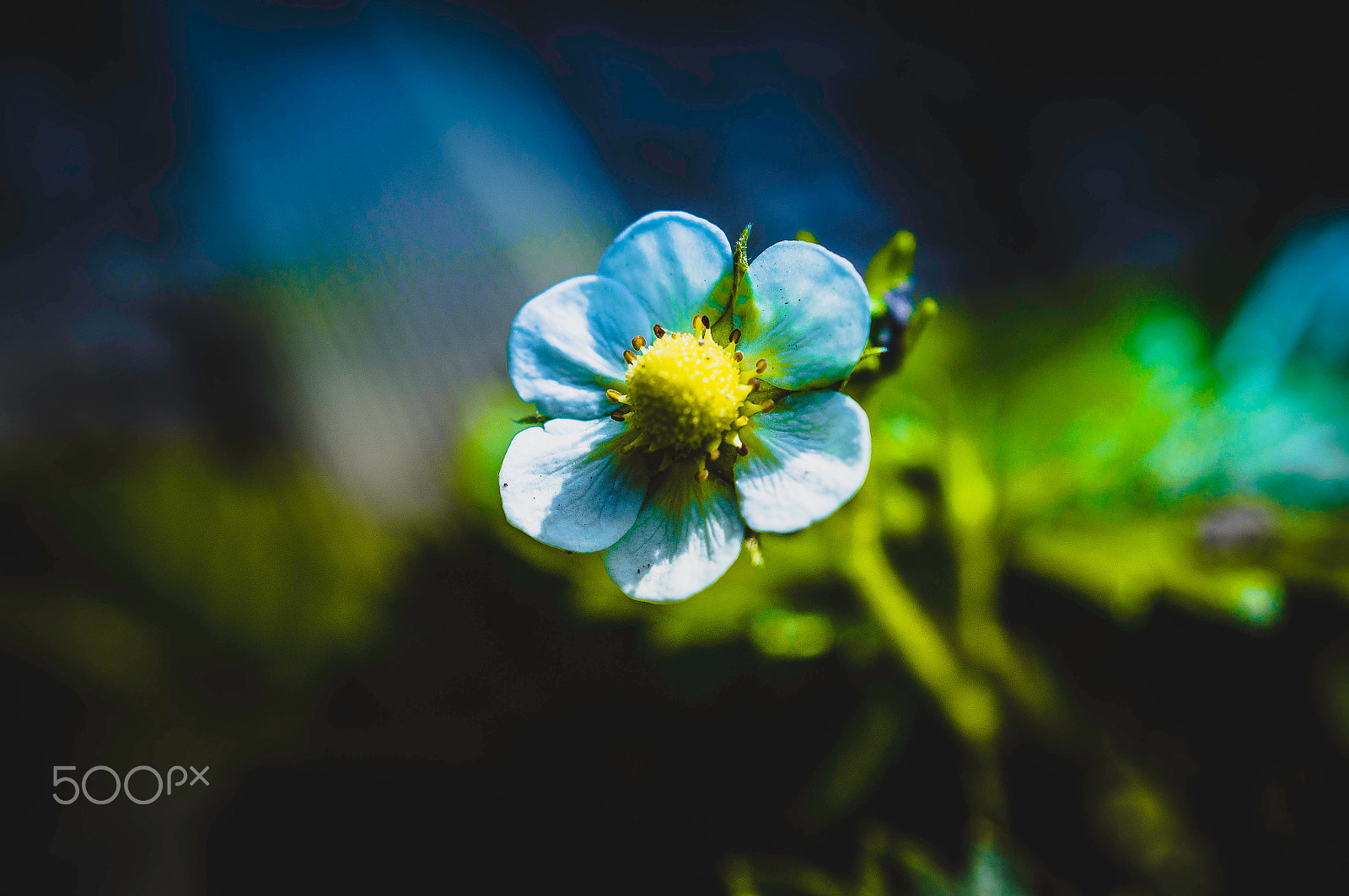 Sony SLT-A57 + Sony DT 30mm F2.8 Macro SAM sample photo. Strawberry flower ! photography