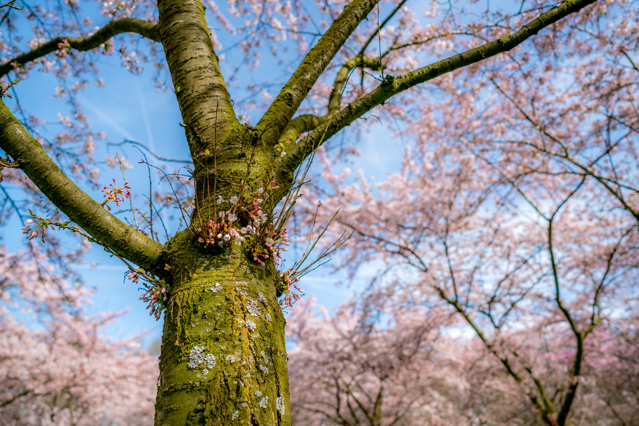 ZEISS Batis 25mm F2 sample photo. ... photography