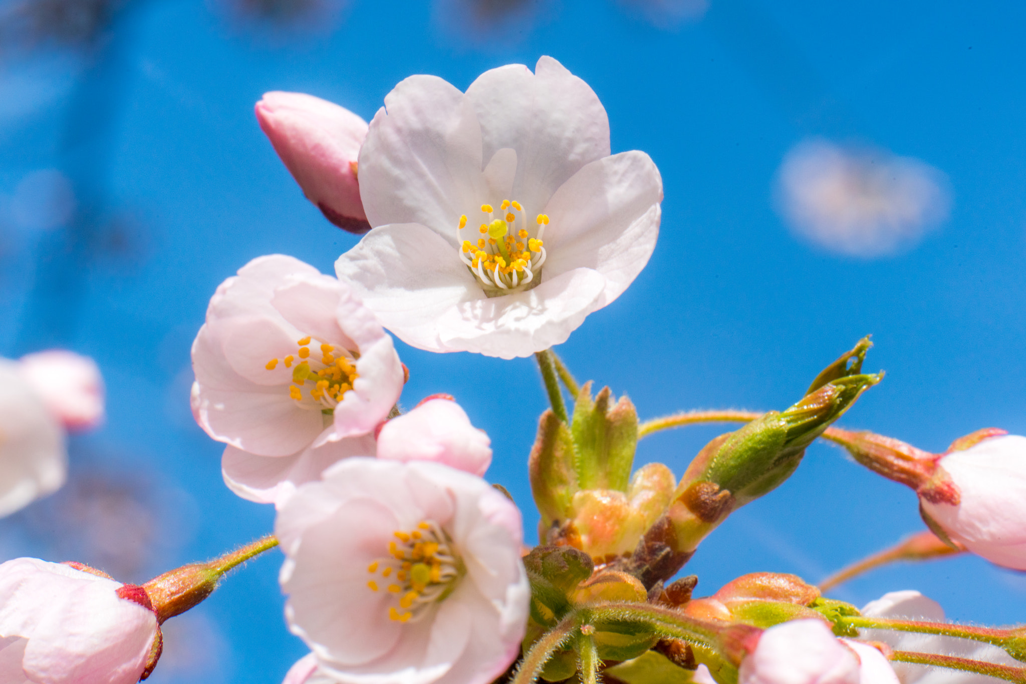 Sony a7R II + ZEISS Batis 85mm F1.8 sample photo. Where's the cherry ? photography