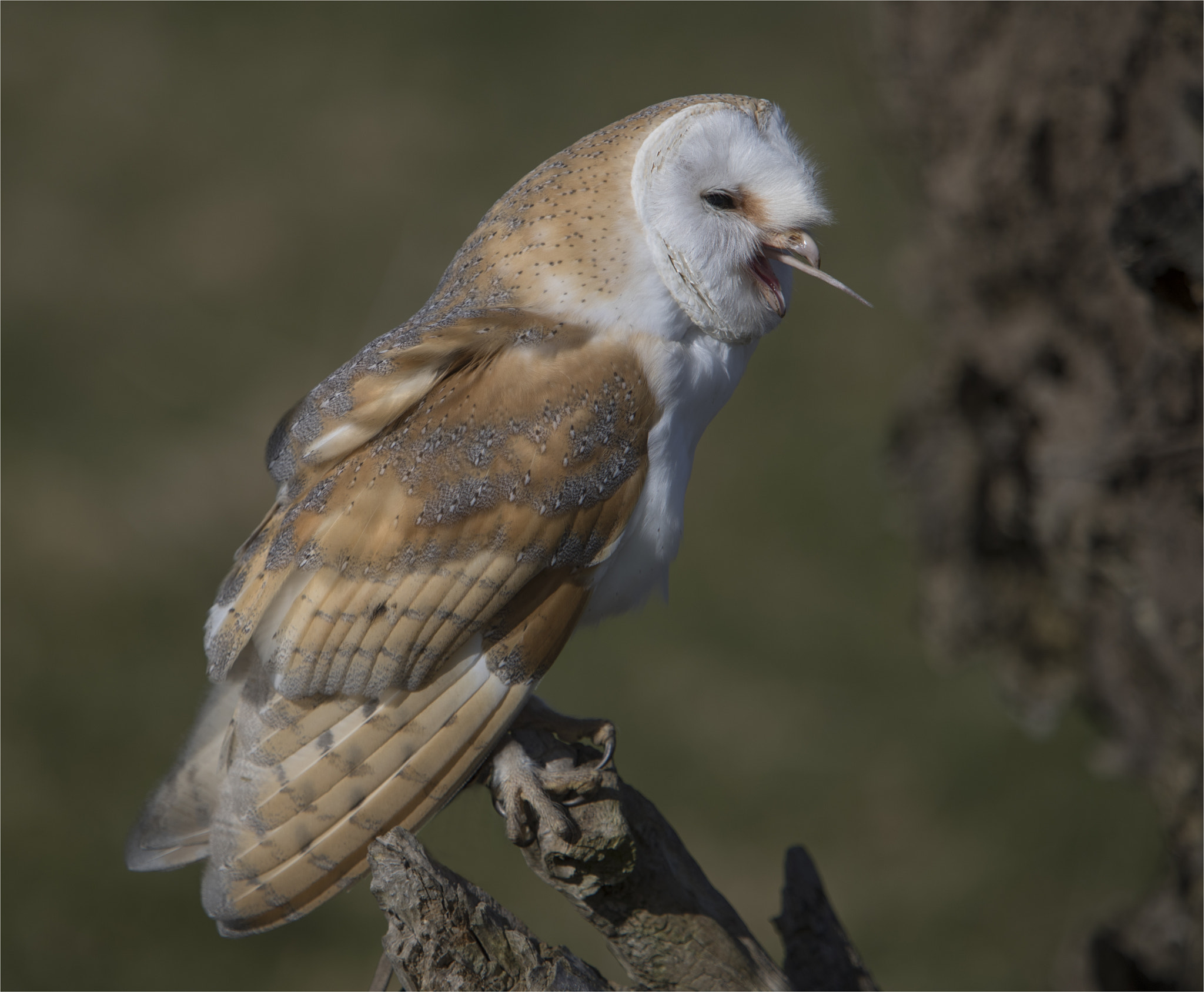 Canon EF 70-200mm F2.8L IS USM sample photo. Barn owl fed photography