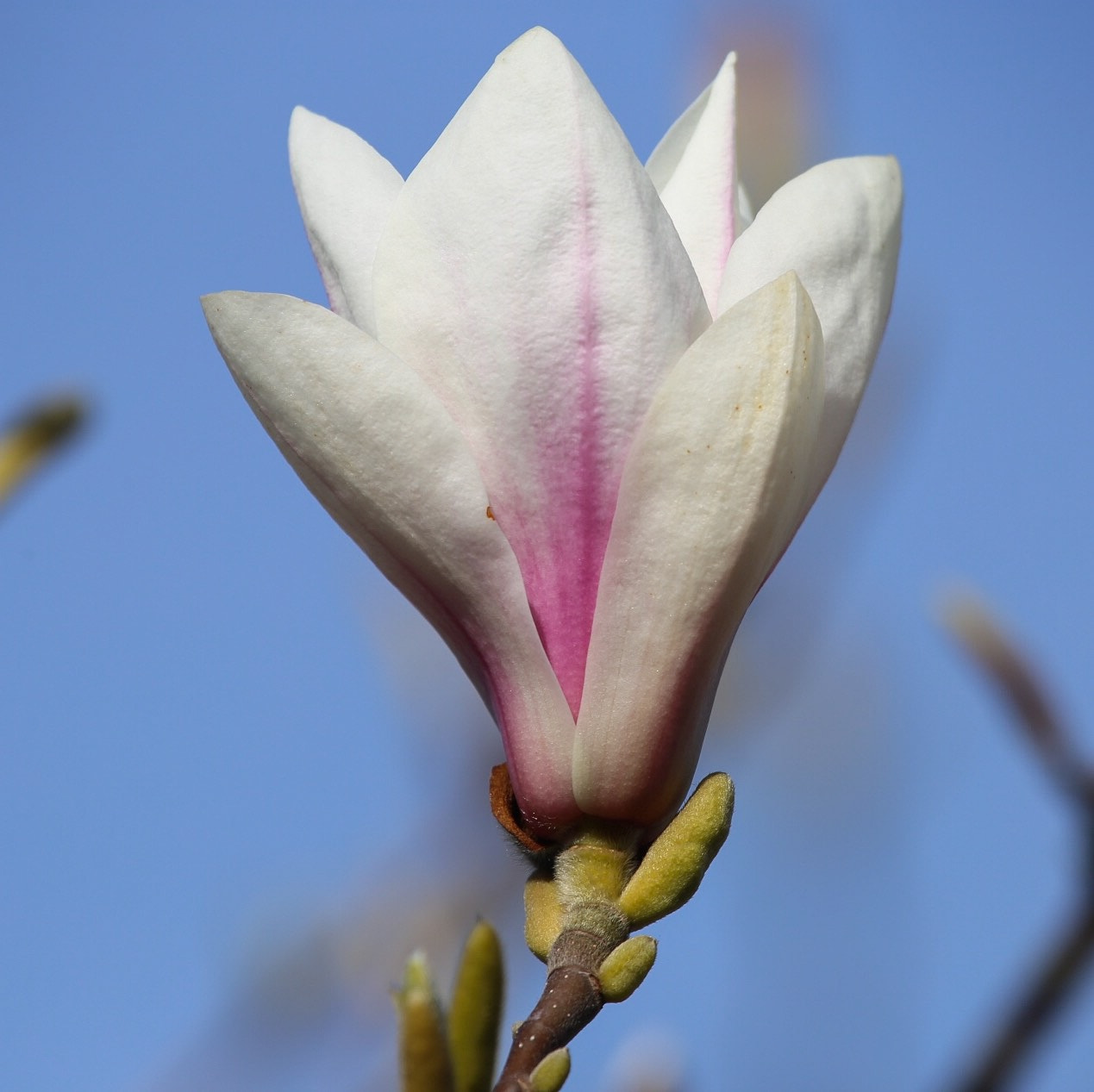 Canon EF 100-400mm F4.5-5.6L IS USM sample photo. Magnolia photography