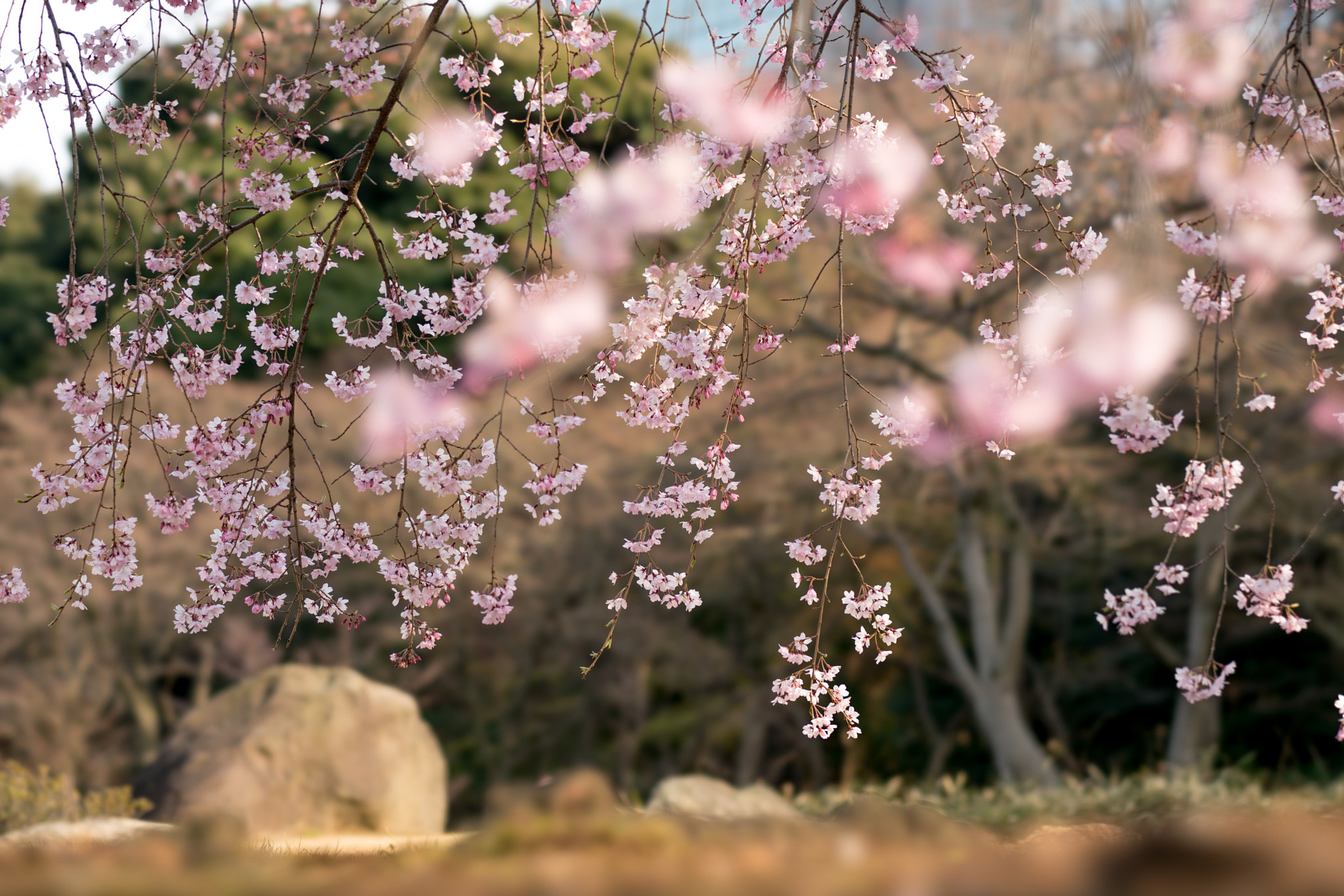 Sony a7R II sample photo. The first place where sakura is blooming is tokyo photography