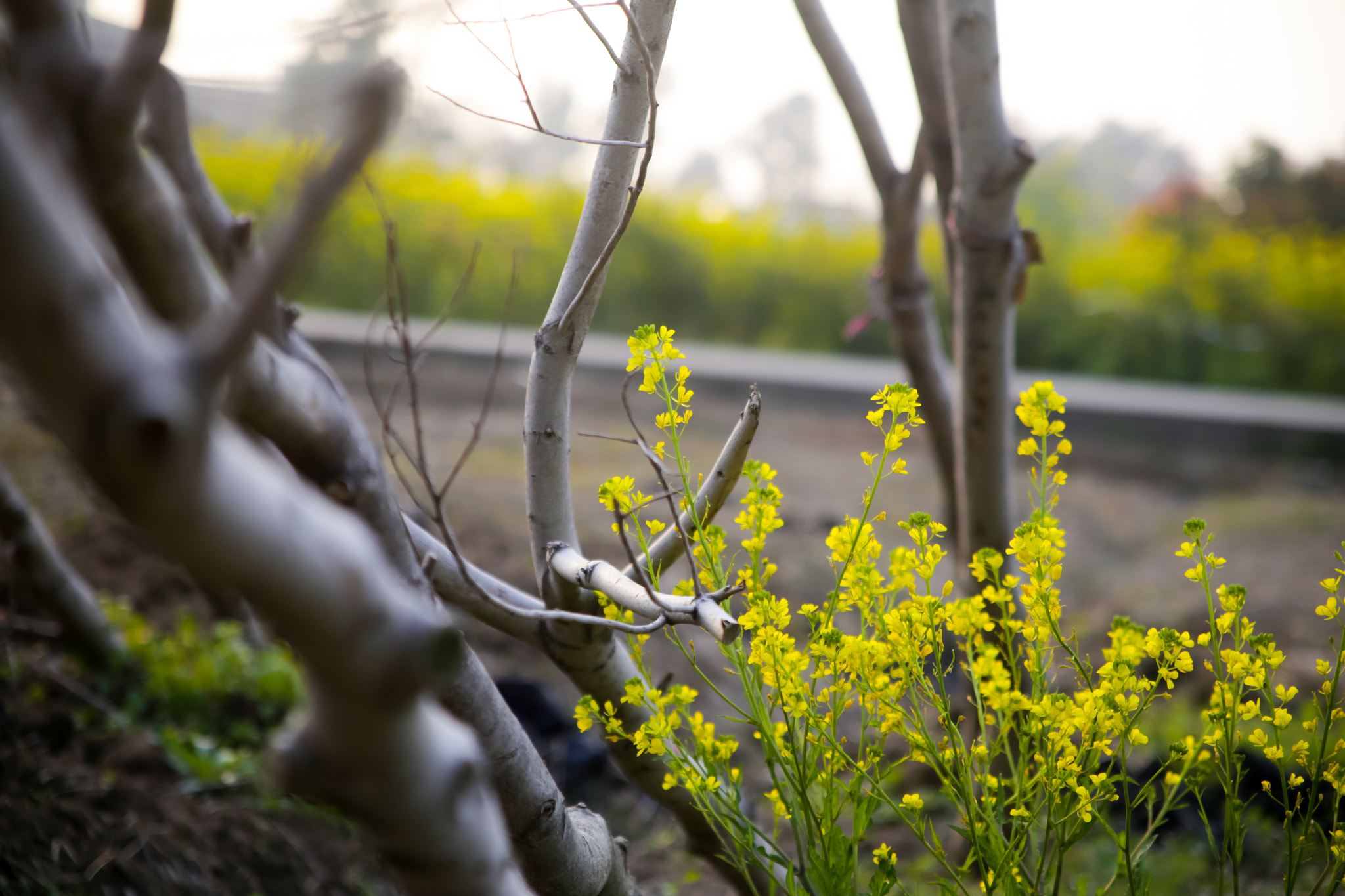 Canon EF 28-105mm f/3.5-4.5 USM sample photo. Flowers and wood photography