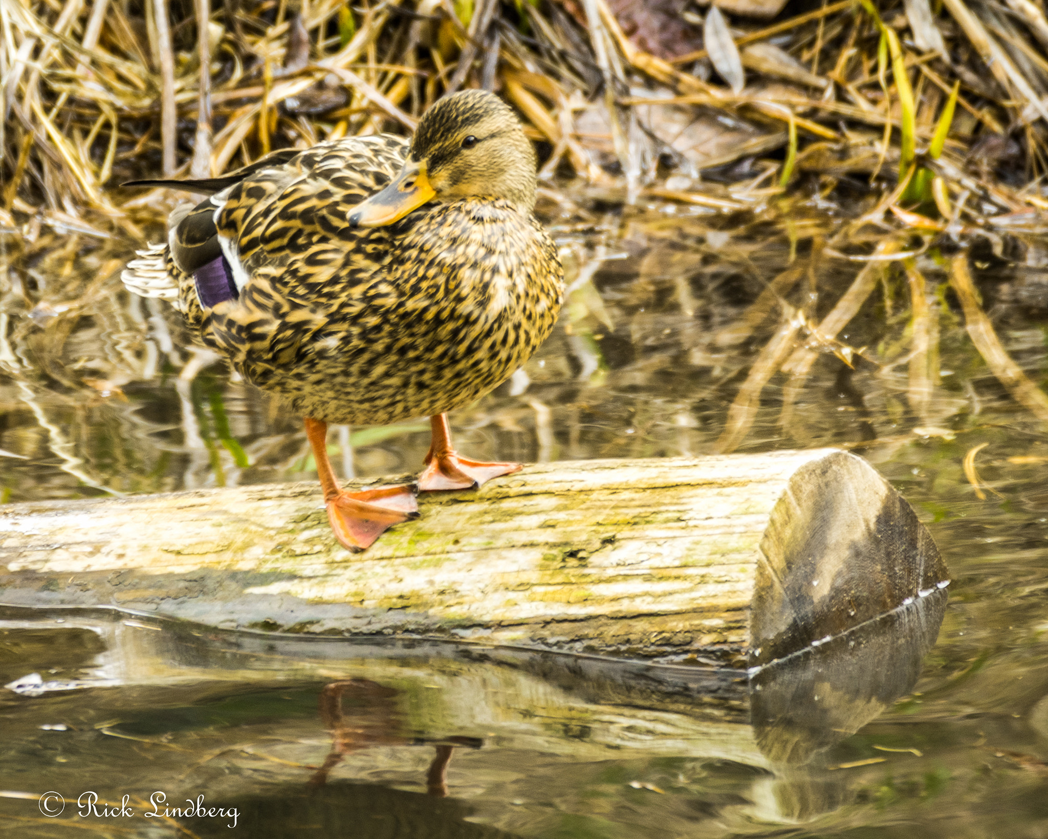 Pentax K-5 sample photo. Hitching a ride photography
