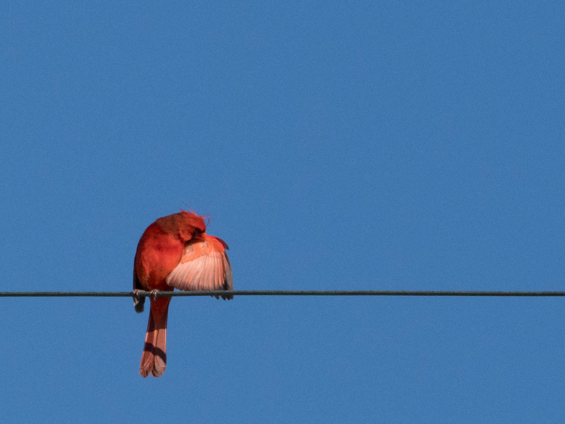 Olympus OM-D E-M1 Mark II + Olympus M.Zuiko Digital ED 40-150mm F2.8 Pro sample photo. Oh.....i stink..... photography