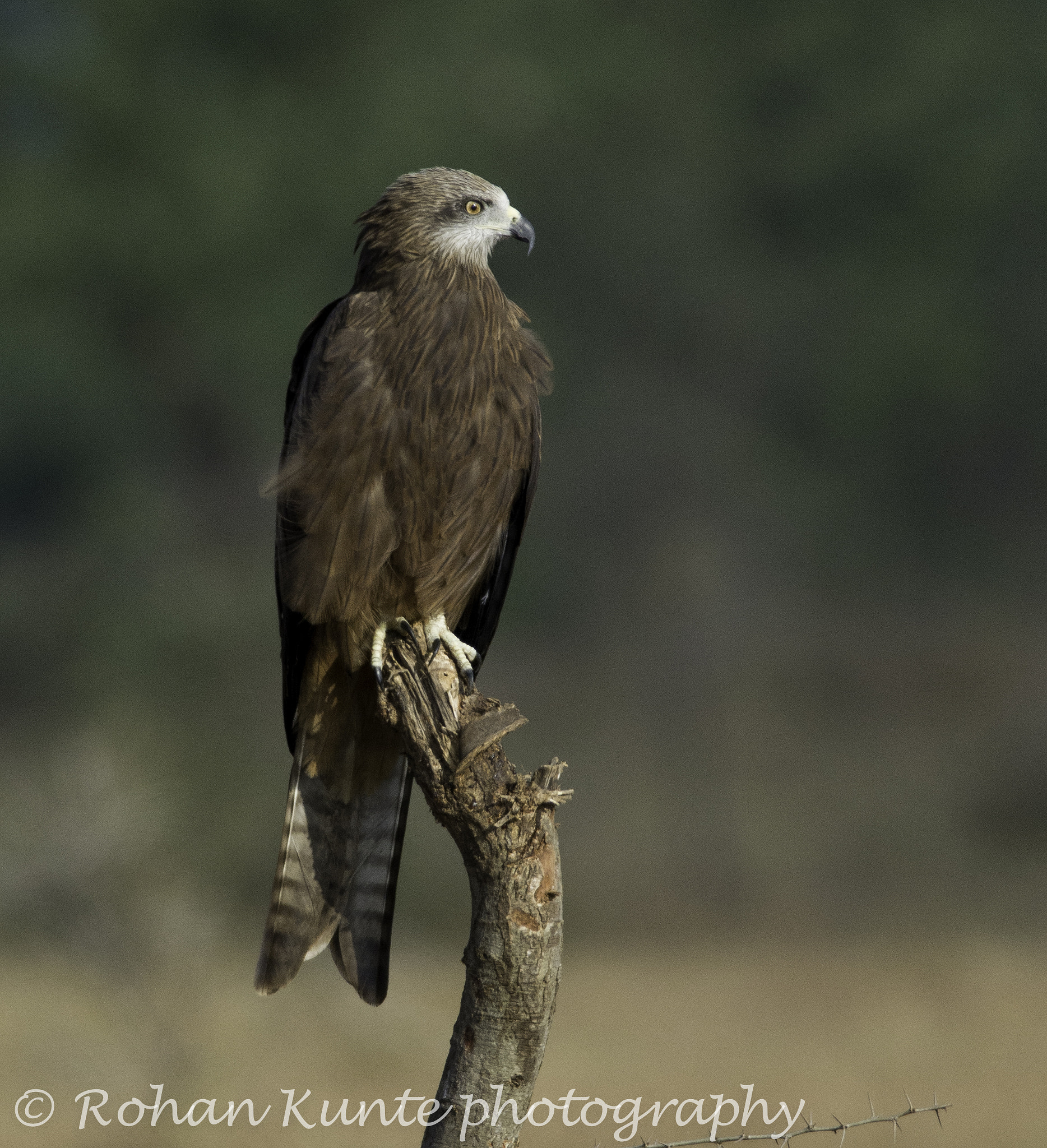 Nikon D7100 sample photo. Black eared kite .. photography