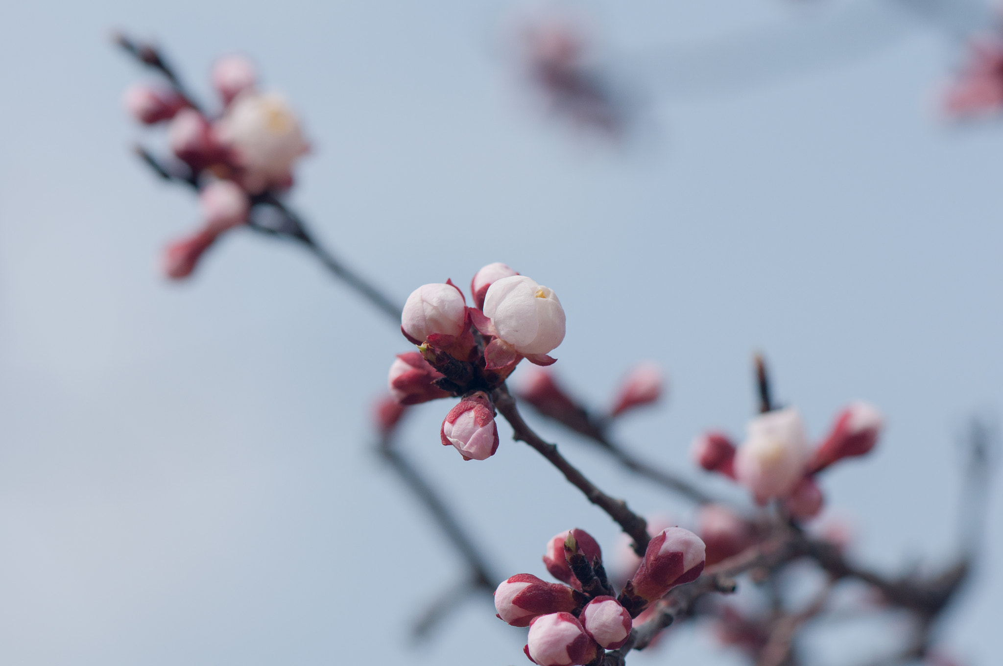 Nikon AF-S Micro-Nikkor 105mm F2.8G IF-ED VR sample photo. 杏花 photography