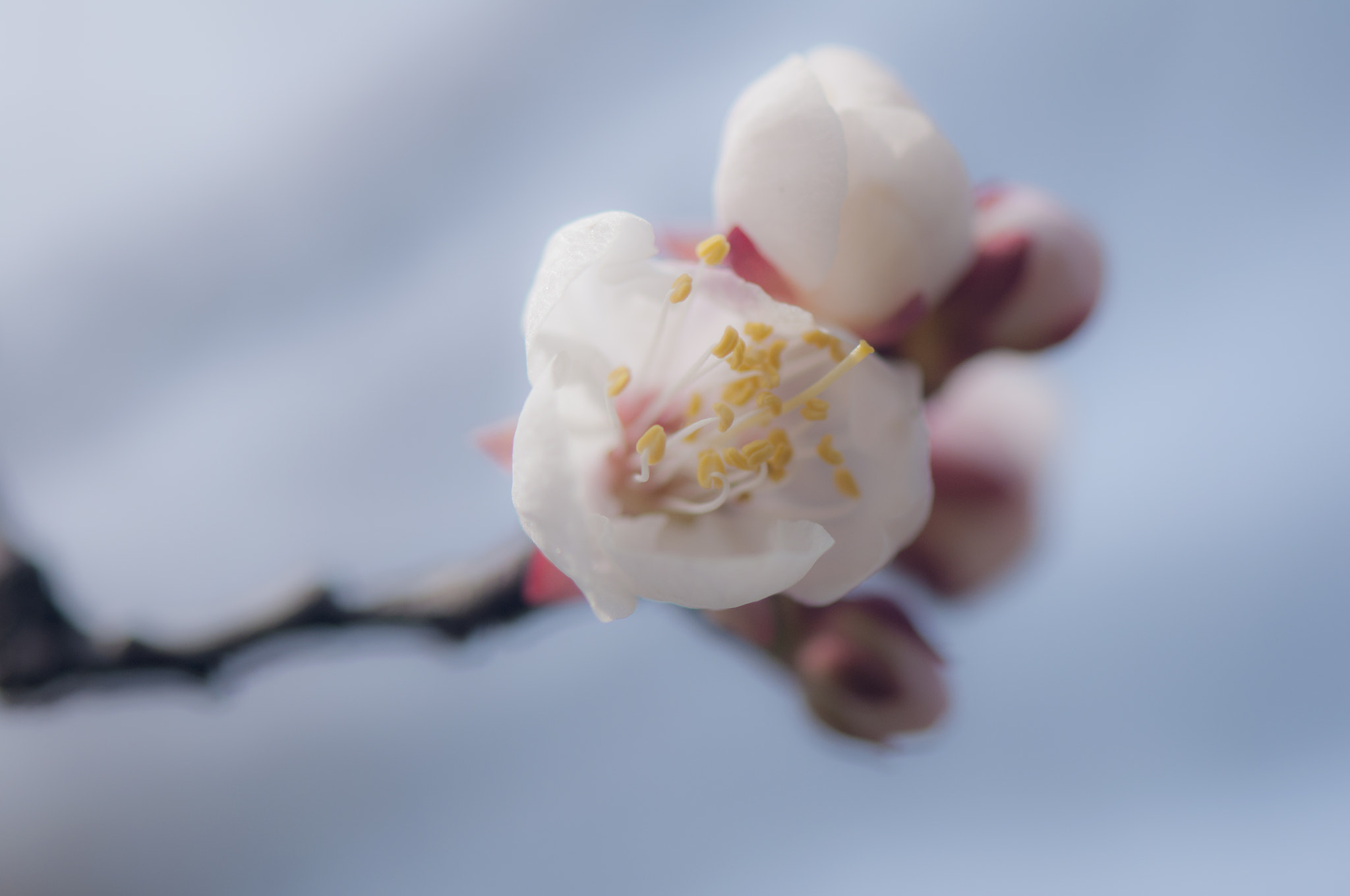 Nikon AF-S Micro-Nikkor 105mm F2.8G IF-ED VR sample photo. 杏花 photography