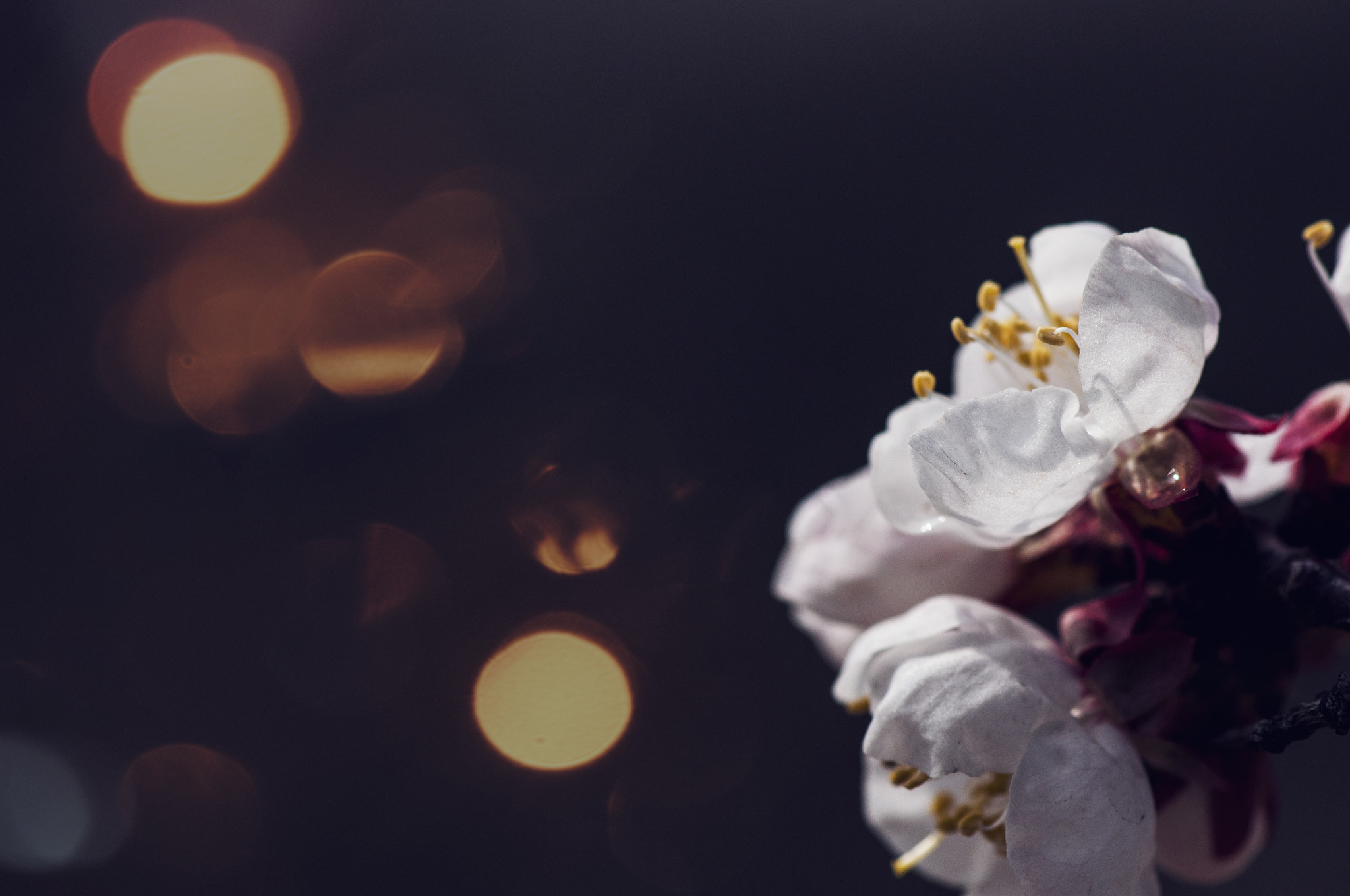 Nikon AF-S Micro-Nikkor 105mm F2.8G IF-ED VR sample photo. 杏花 photography