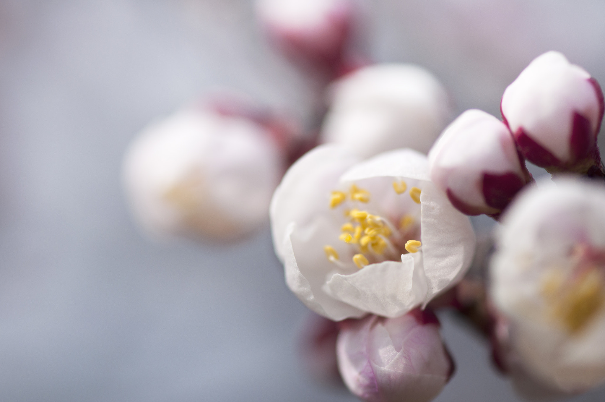 Nikon AF-S Micro-Nikkor 105mm F2.8G IF-ED VR sample photo. 杏花 photography