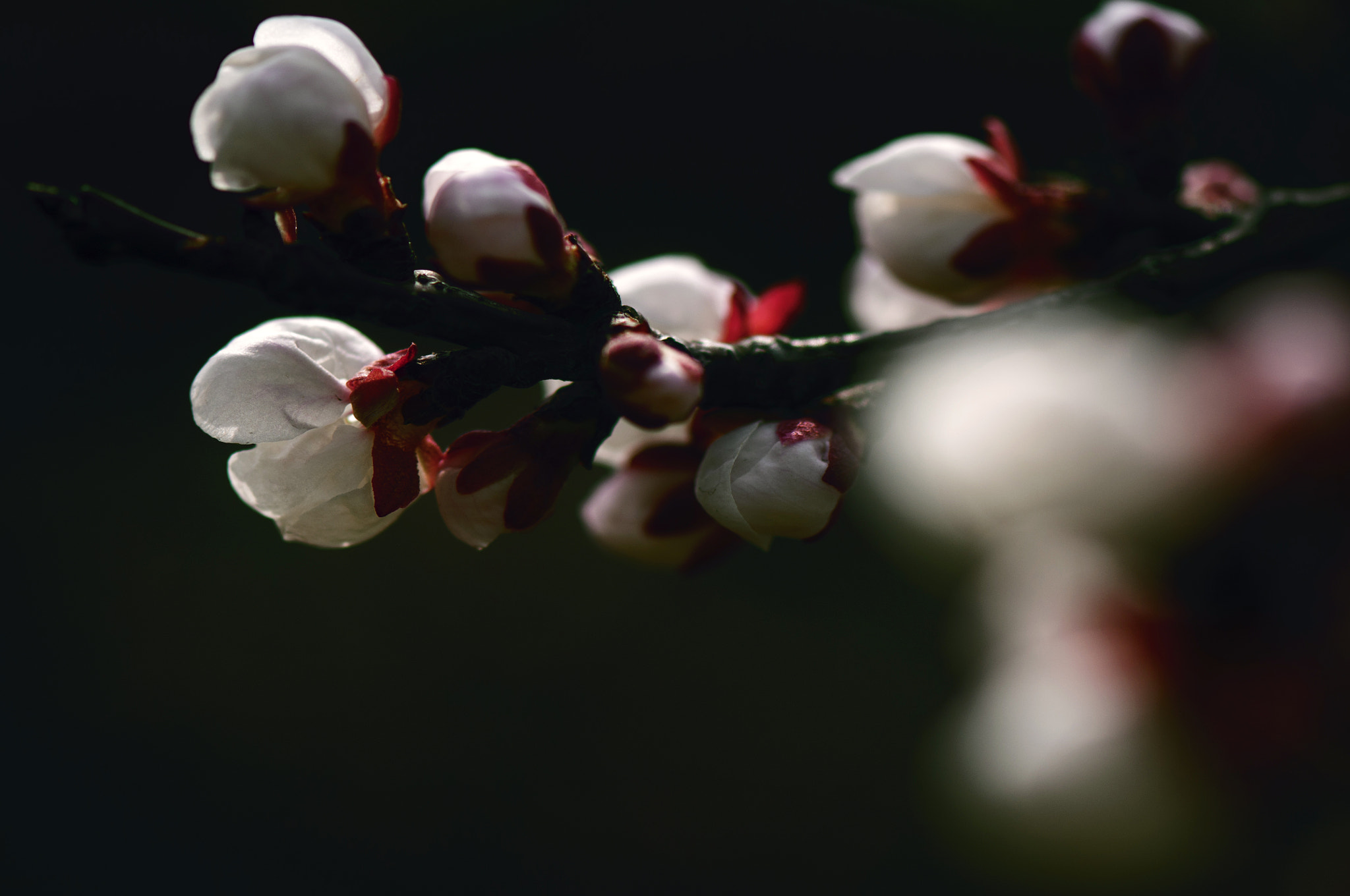 Nikon AF-S Micro-Nikkor 105mm F2.8G IF-ED VR sample photo. 杏花 photography