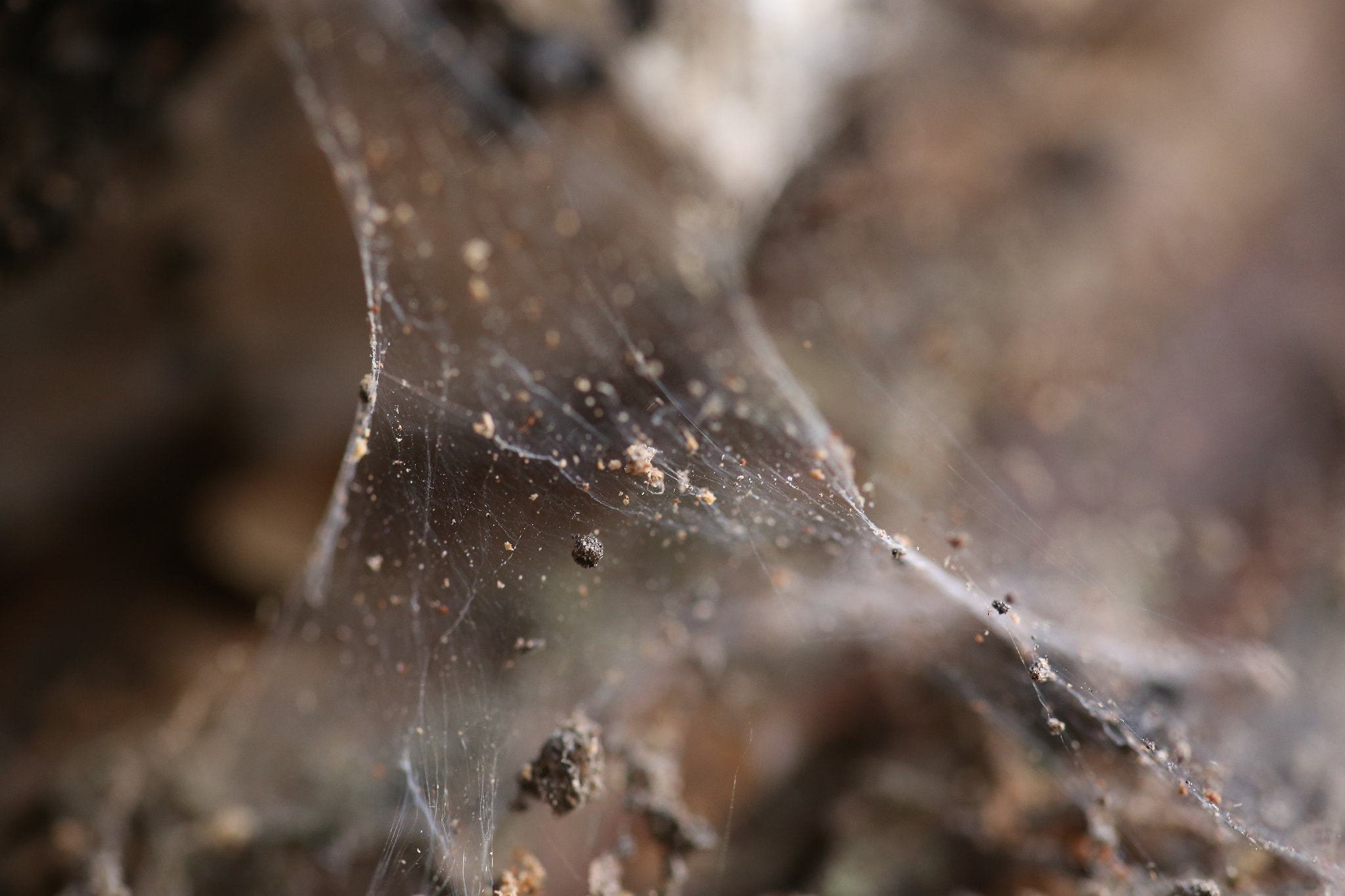 Sigma 105mm F2.8 EX DG OS HSM sample photo. Netz photography