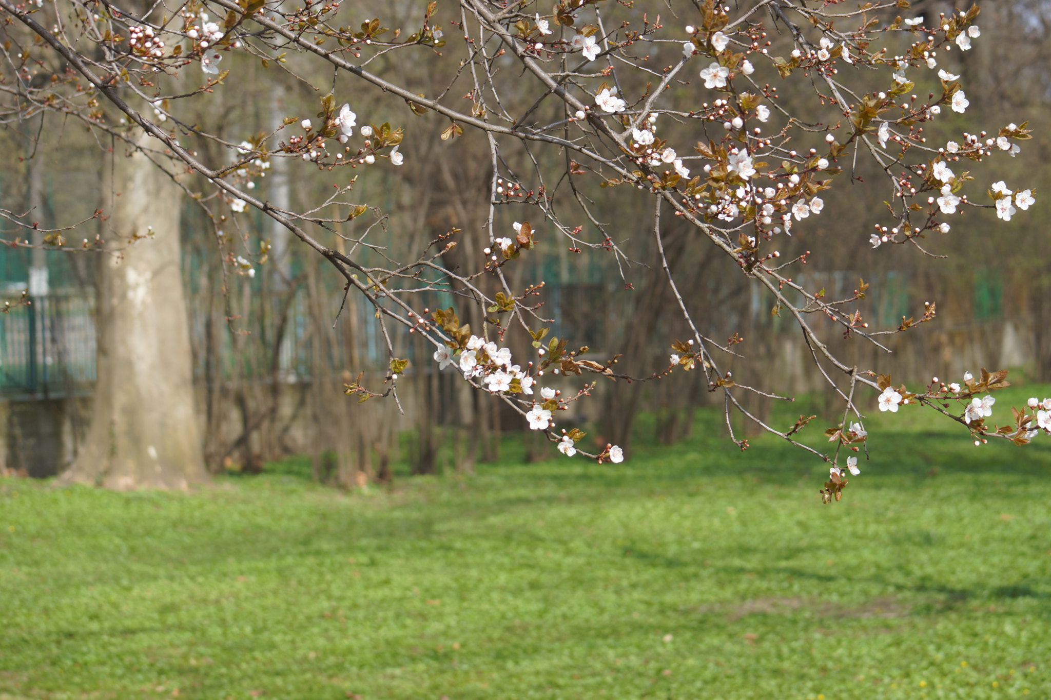 Sony SLT-A65 (SLT-A65V) + Minolta AF 70-210mm F4.5-5.6 [II] sample photo. Spring is coming  photography