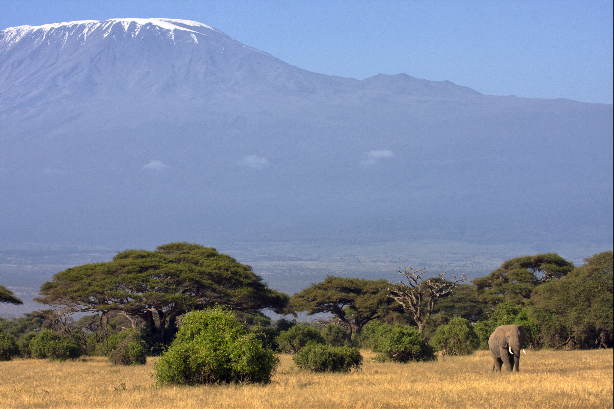 Canon EF 100-400mm F4.5-5.6L IS USM sample photo. Elephant photography