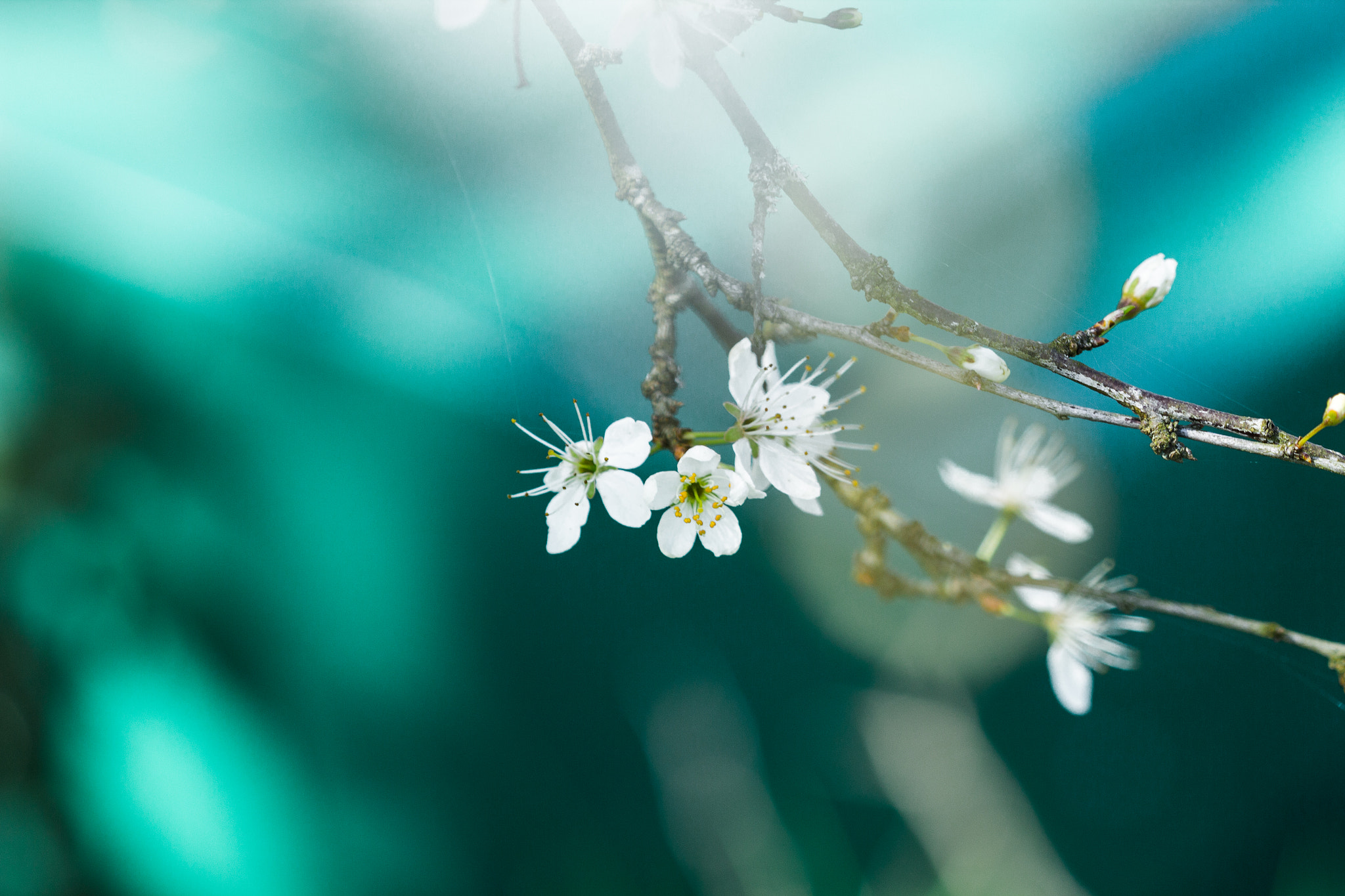 Canon EF 100mm F2.8 Macro USM sample photo. Softness photography