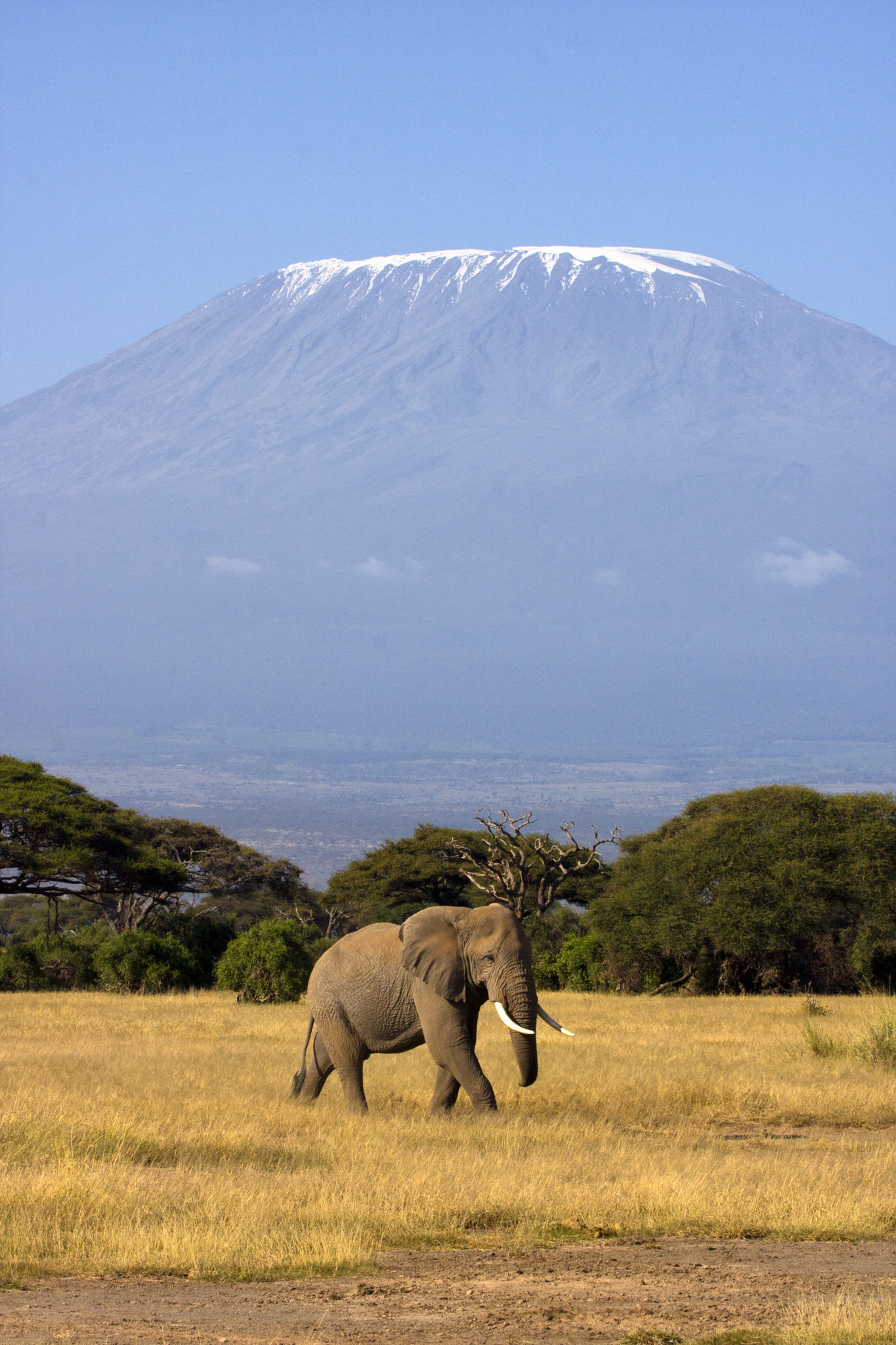 Canon EOS 40D + Canon EF 100-400mm F4.5-5.6L IS USM sample photo. Elephant with kilimanjaro photography