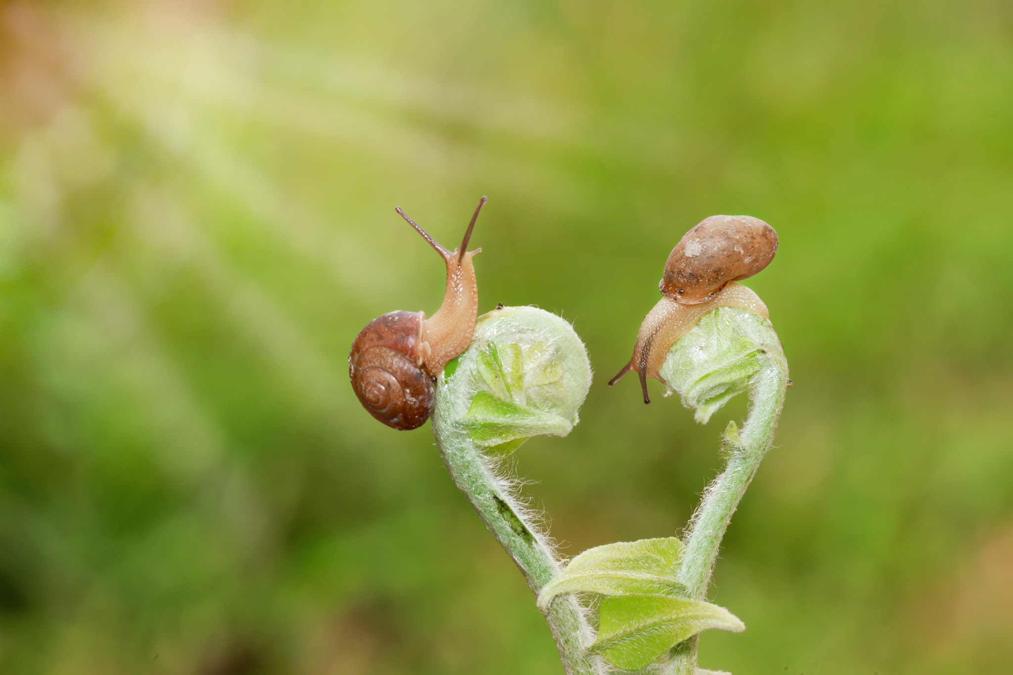 Canon EOS 7D + Canon EF 100mm F2.8 Macro USM sample photo. Snail in love photography