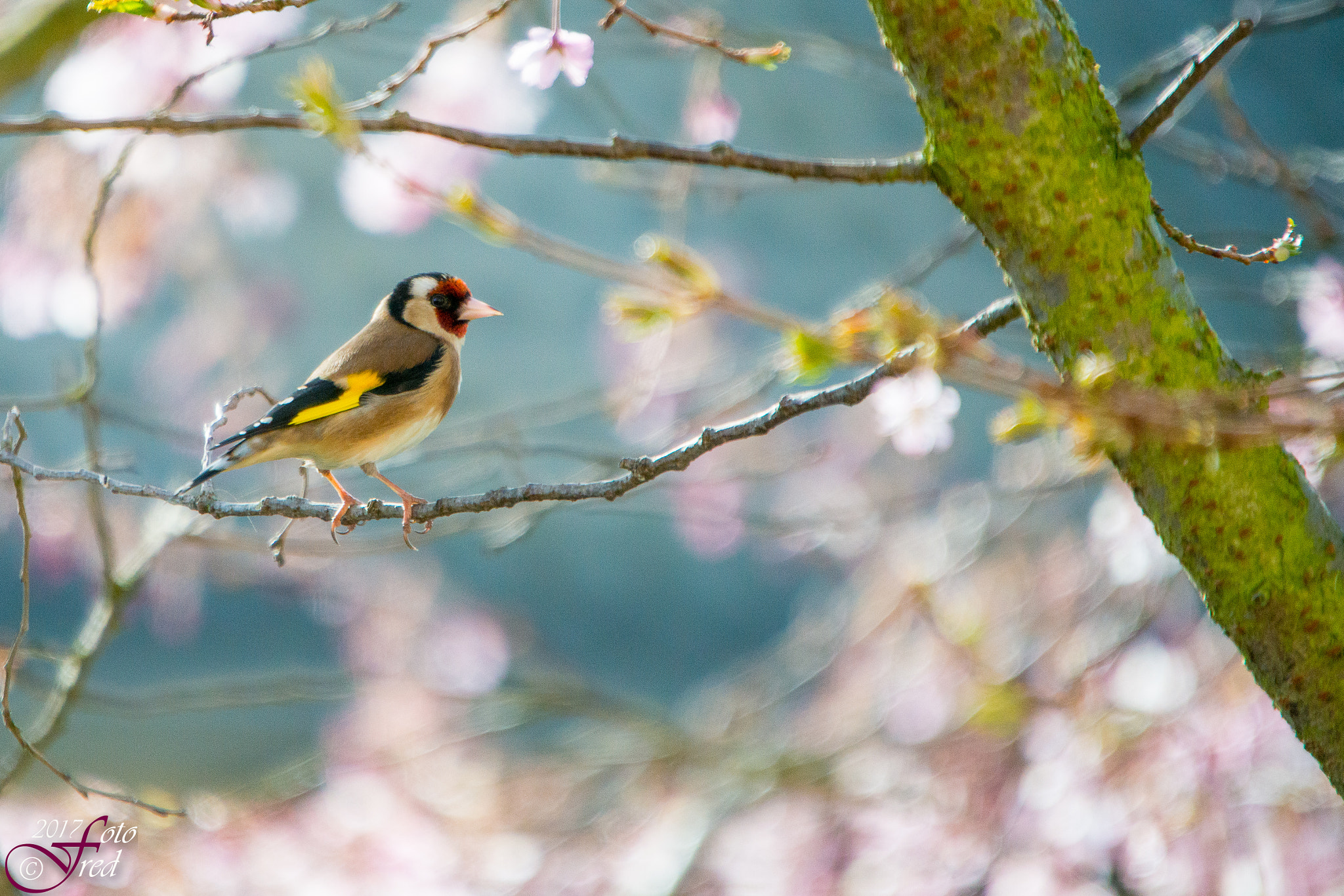Sigma 70-200mm F2.8 EX DG OS HSM sample photo. In the sun photography