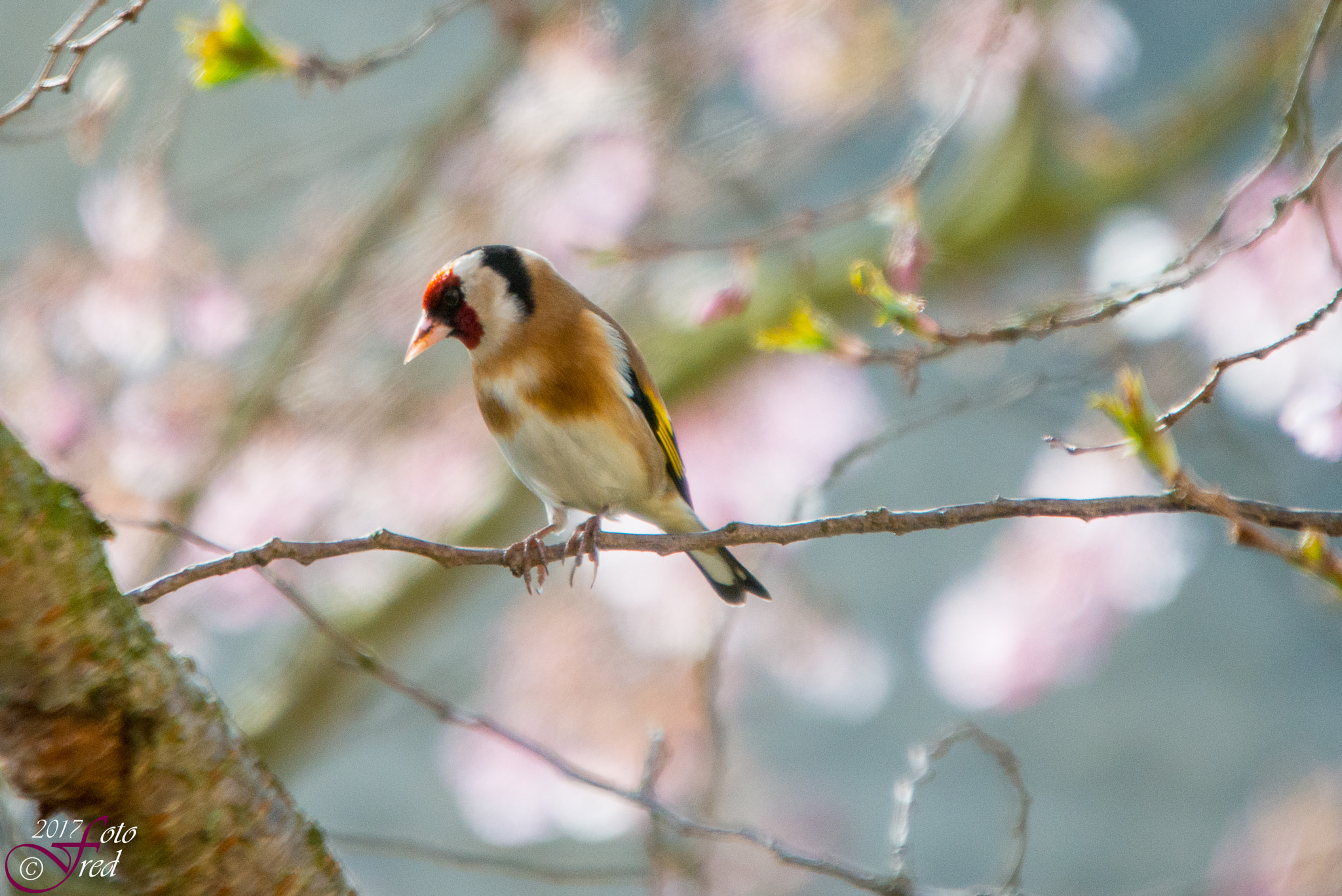 Sigma 70-200mm F2.8 EX DG OS HSM sample photo. Goldfinch photography